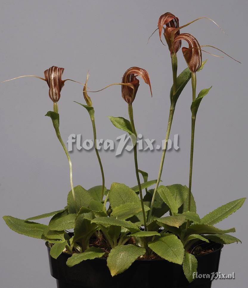 Pterostylis splendens