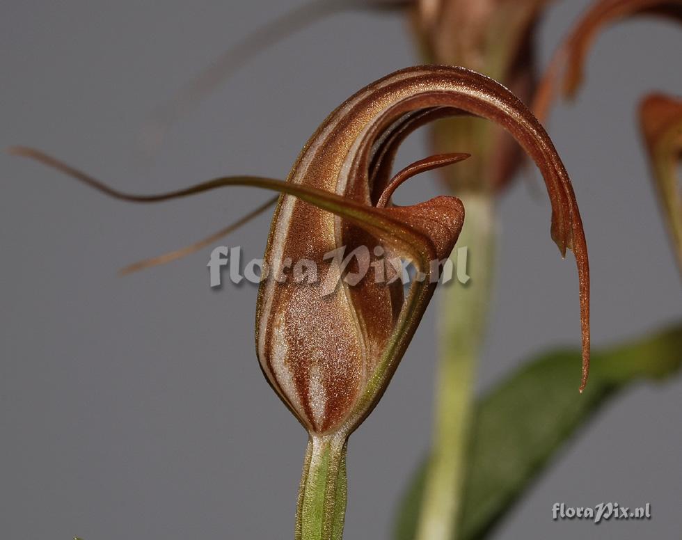 Pterostylis splendens