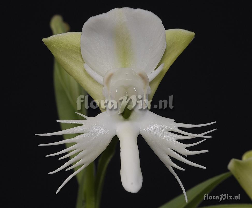 Pecteilis susannae