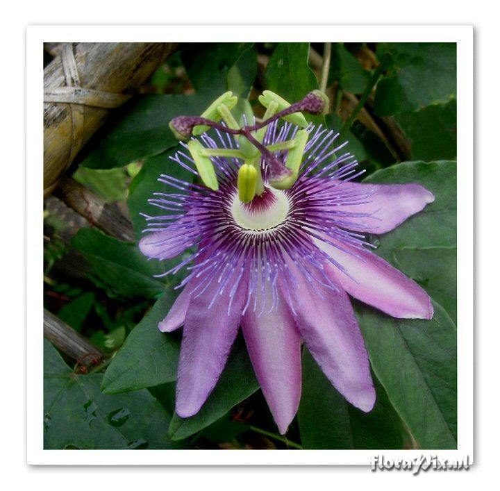 Passiflora 