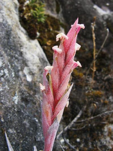 Tillandsia macbrideana var. longifolia