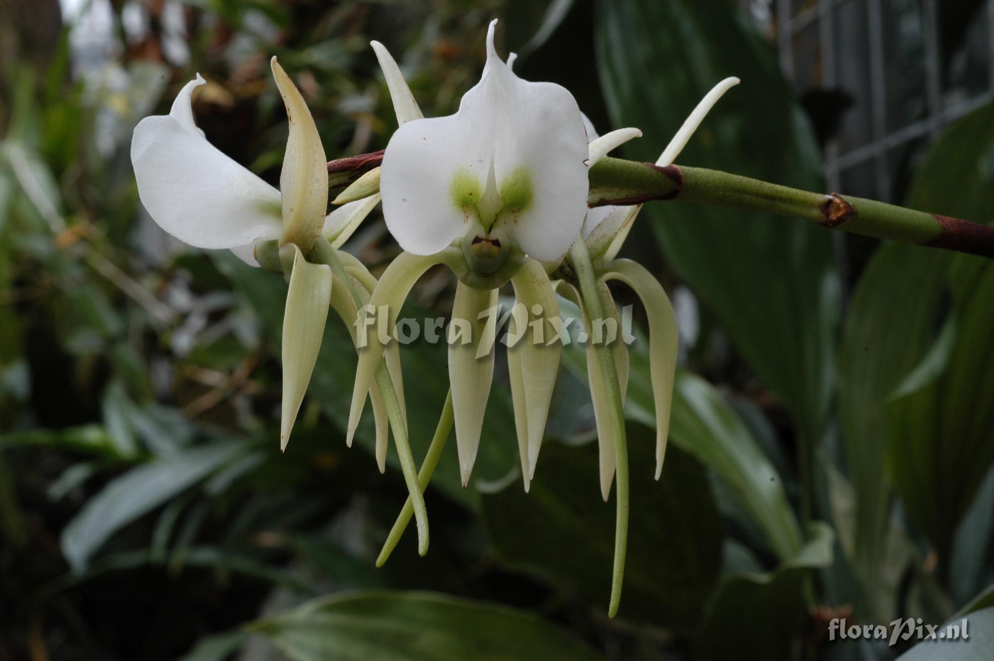 Angraecum eburneum subsp. superbum