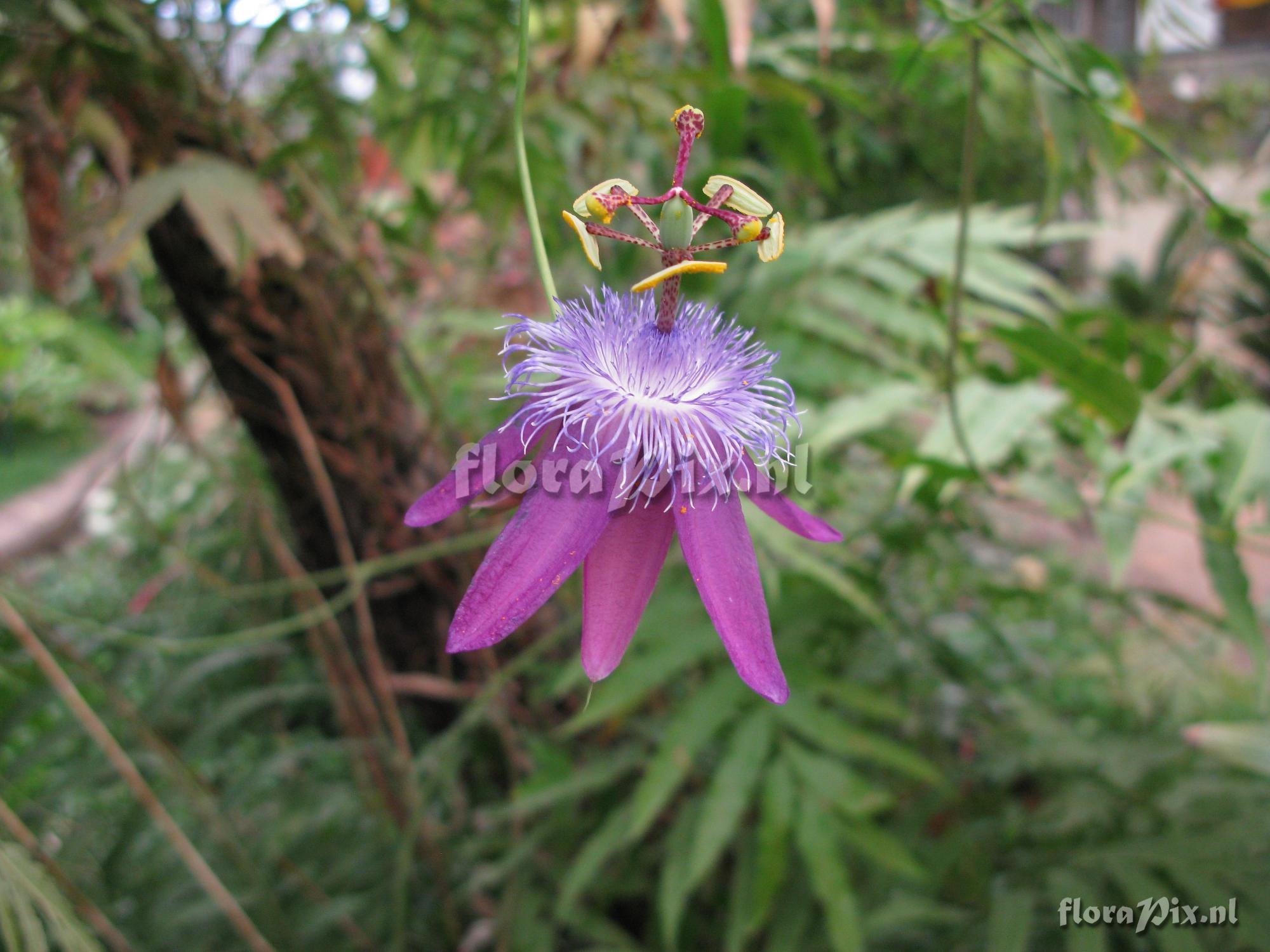 Passiflora loefgrenii