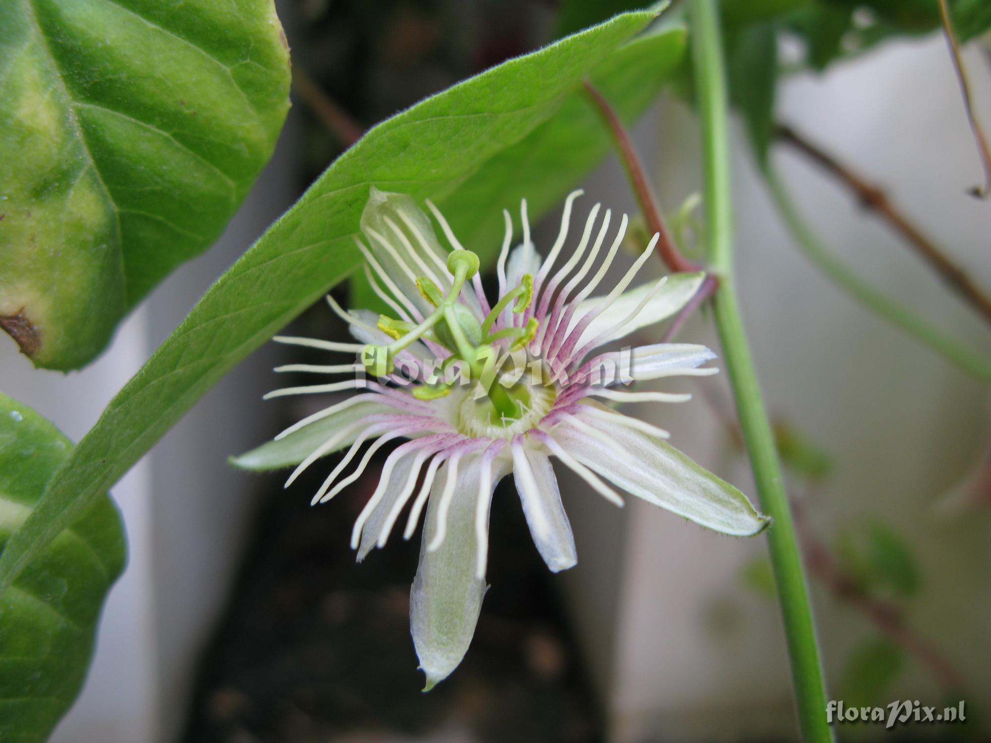 Passiflora rubra