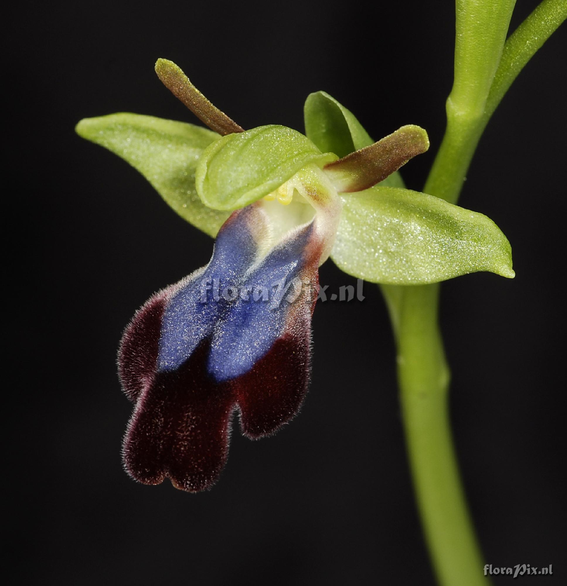 Ophrys iricolor