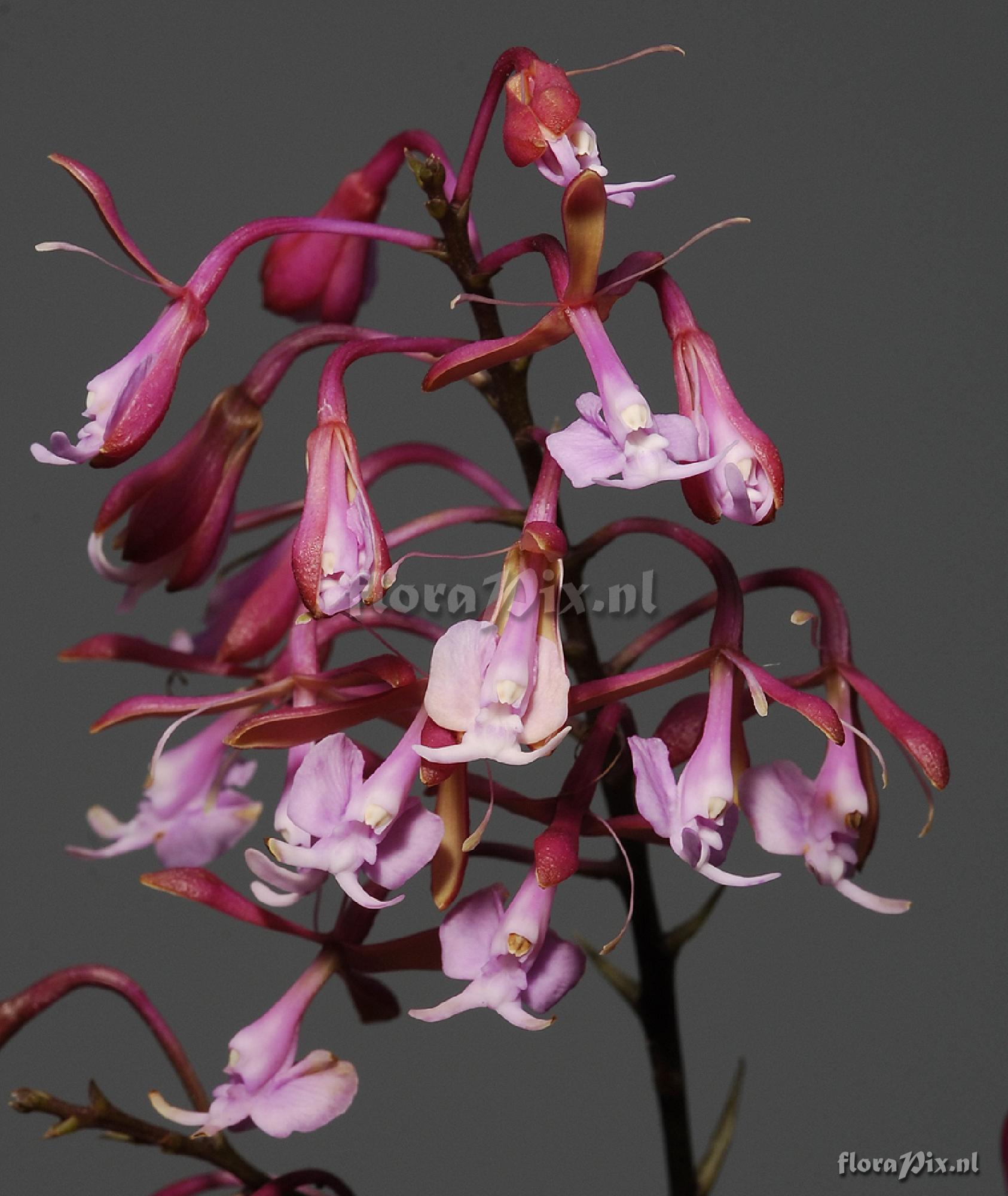 Epidendrum capricornu