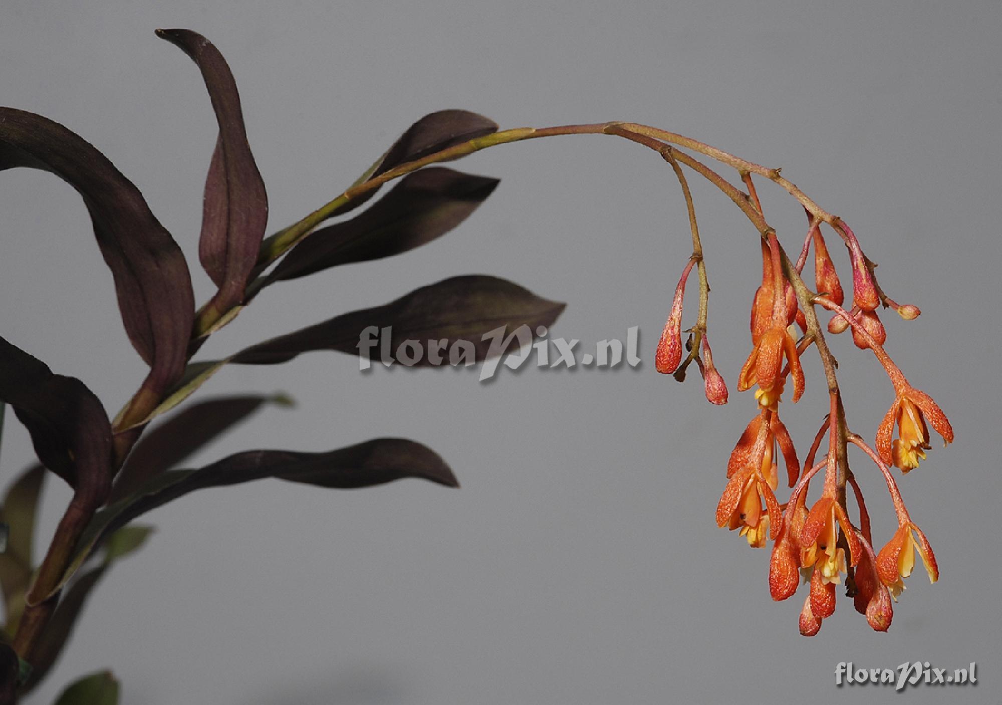 Epidendrum embreei