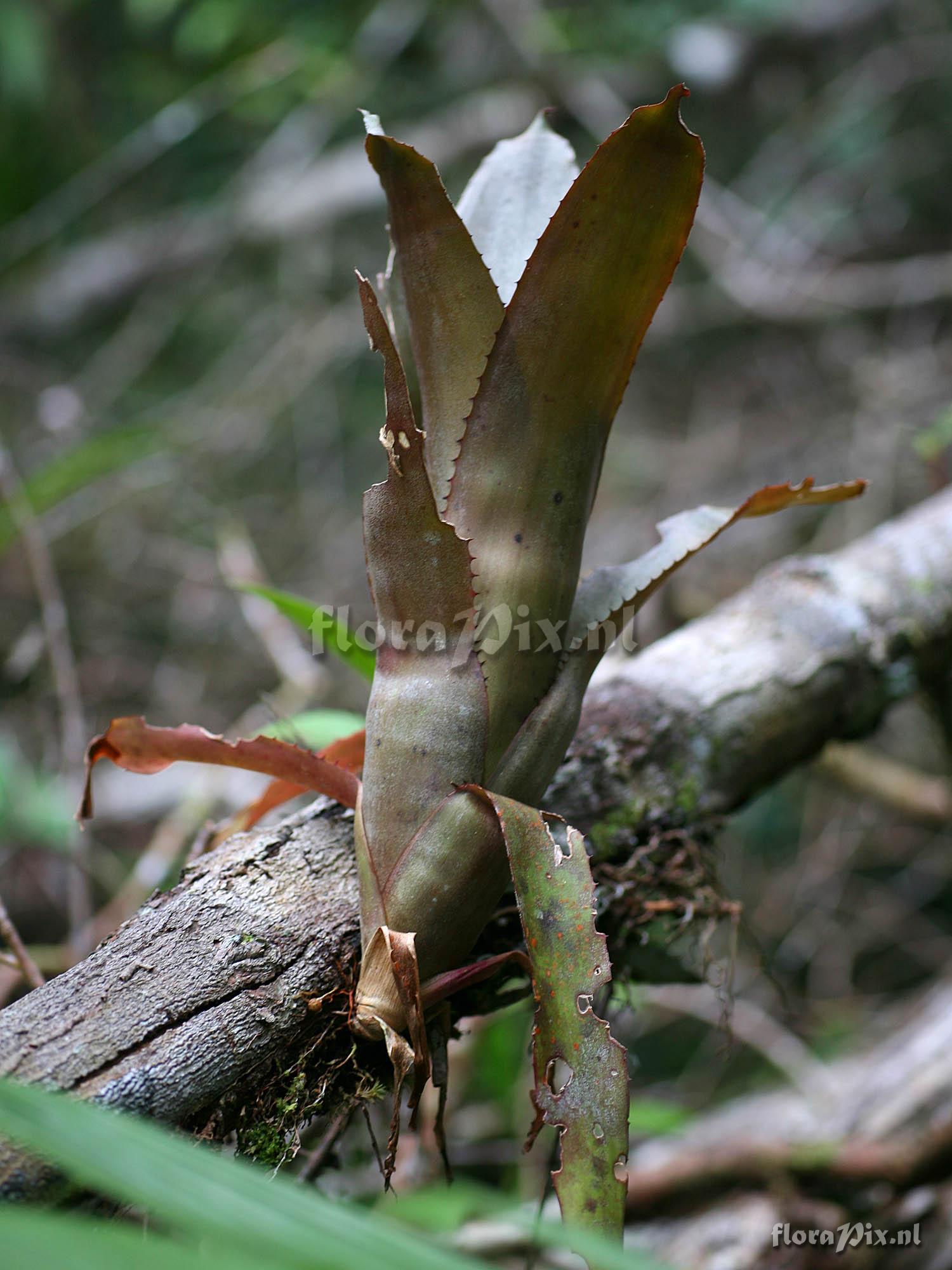 Aechmea sp A