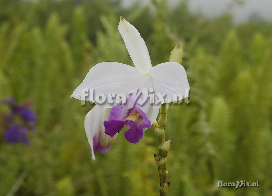 Arundina graminifolia