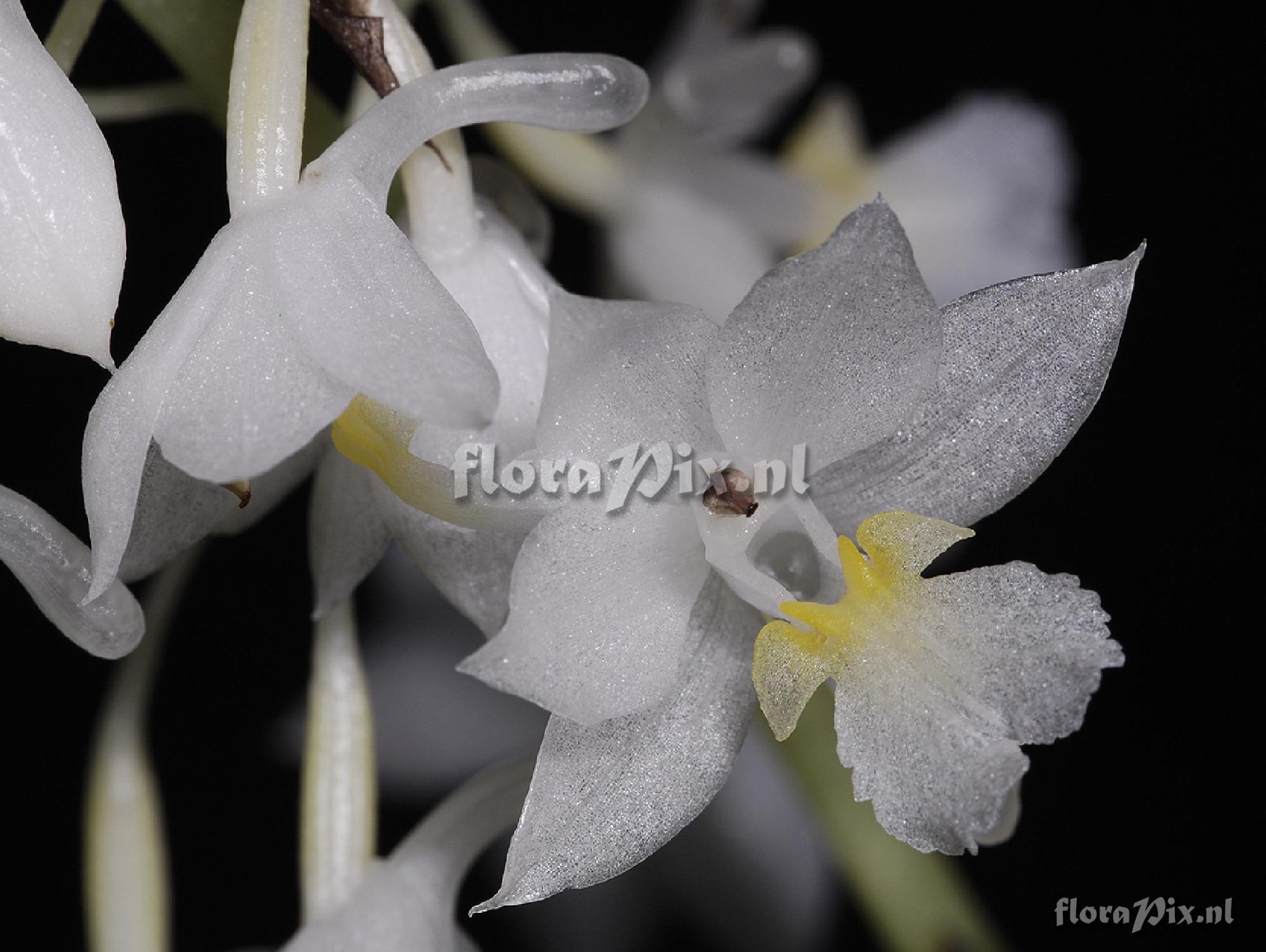 Calanthe angustifolia