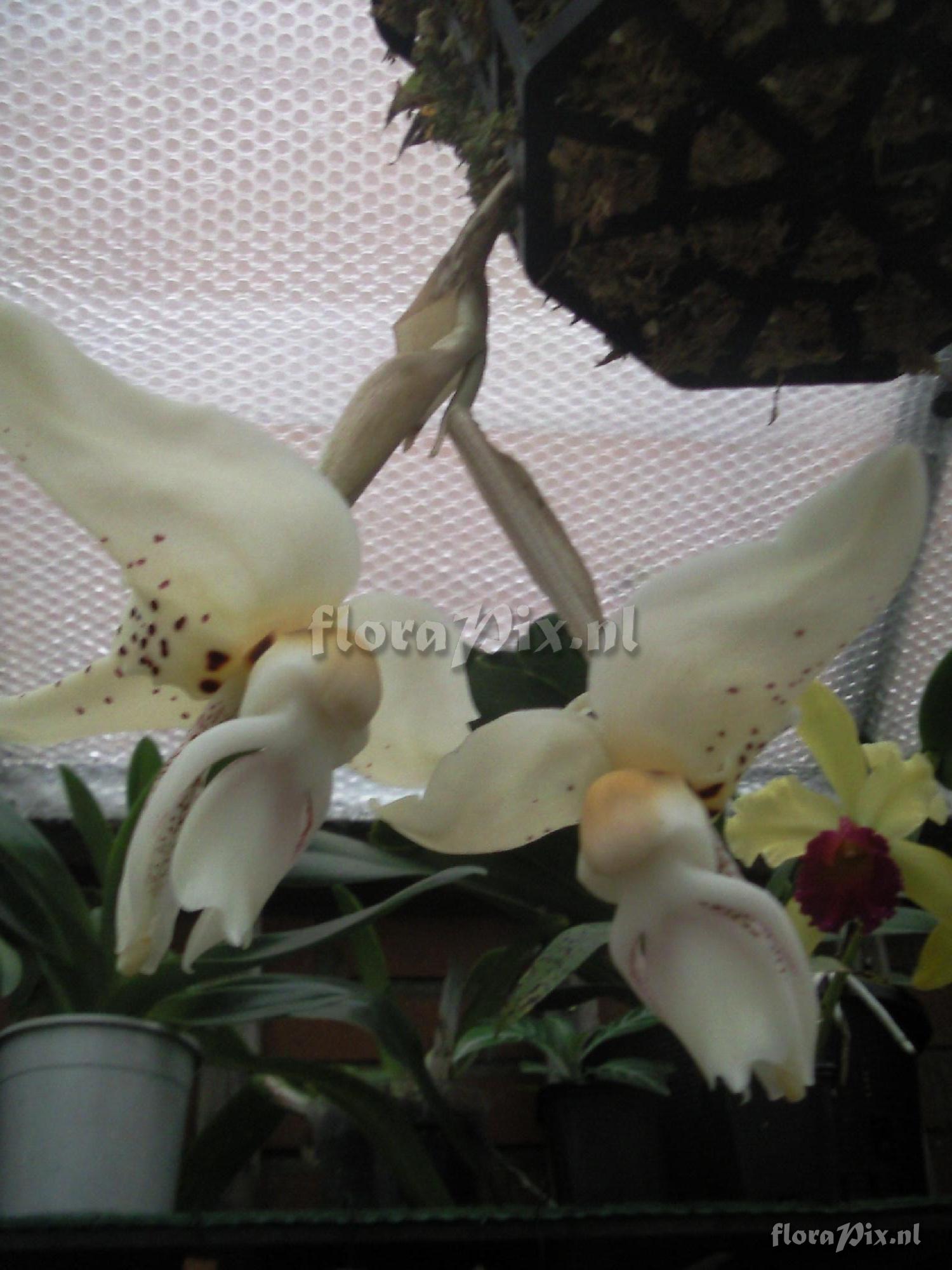 Stanhopea martiana x buccephalus