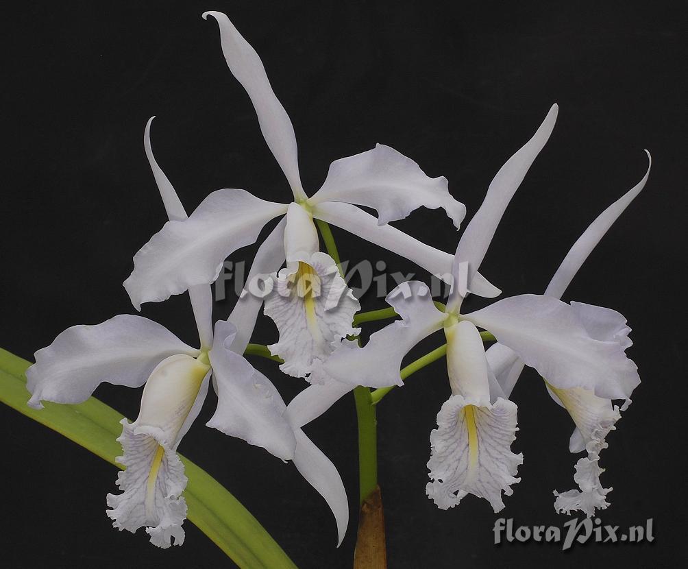 Cattleya maxima coerulea 