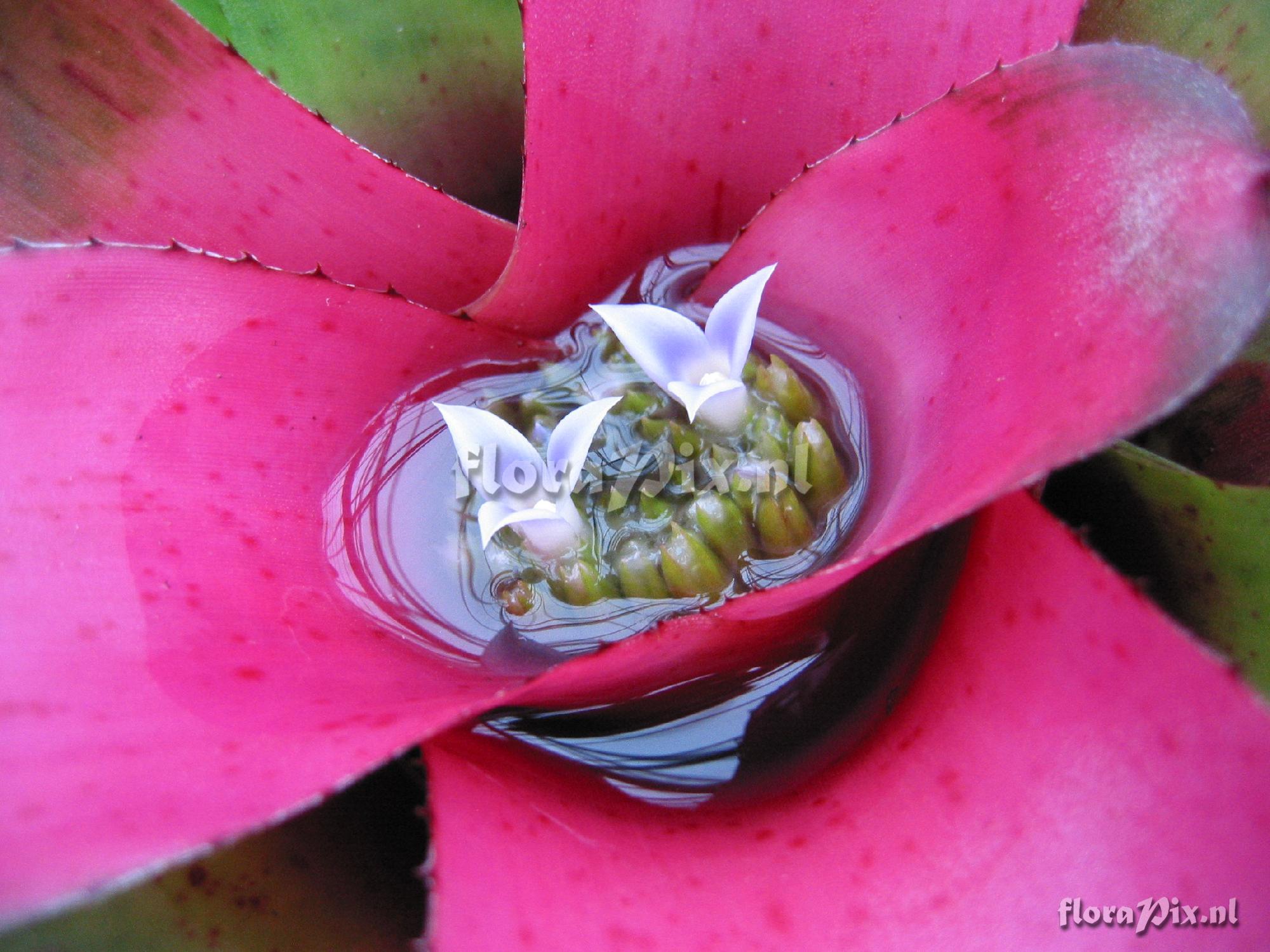 Neoregelia spec.