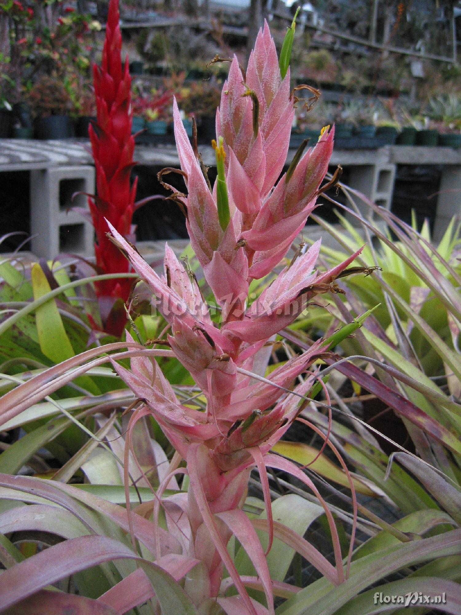 Tillandsia bourgaei