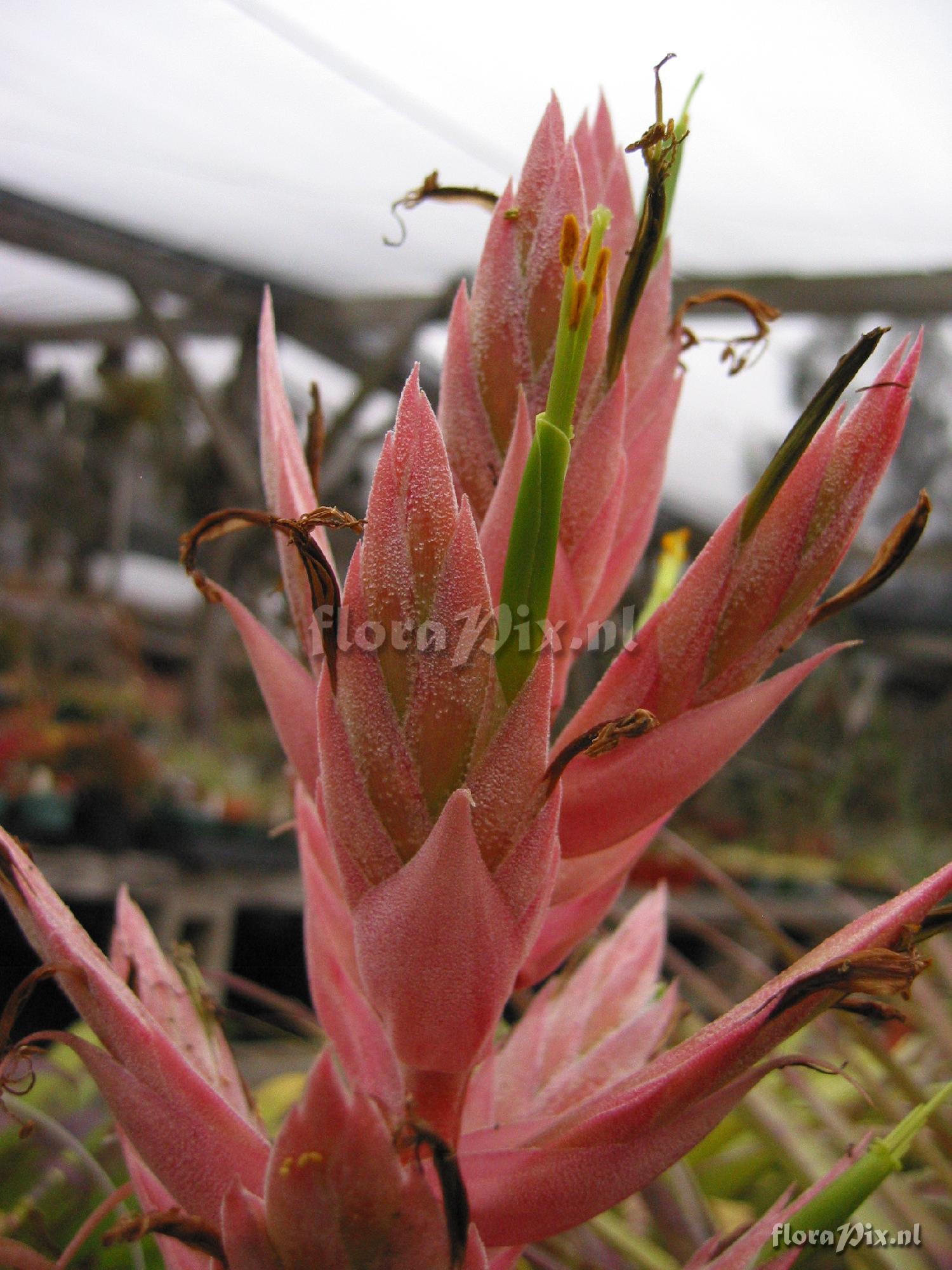 Tillandsia bourgaei