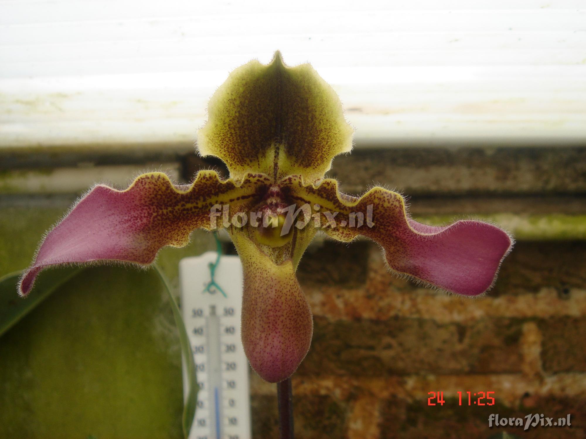 Paphiopedilum hirsutissimum var chiwuanum