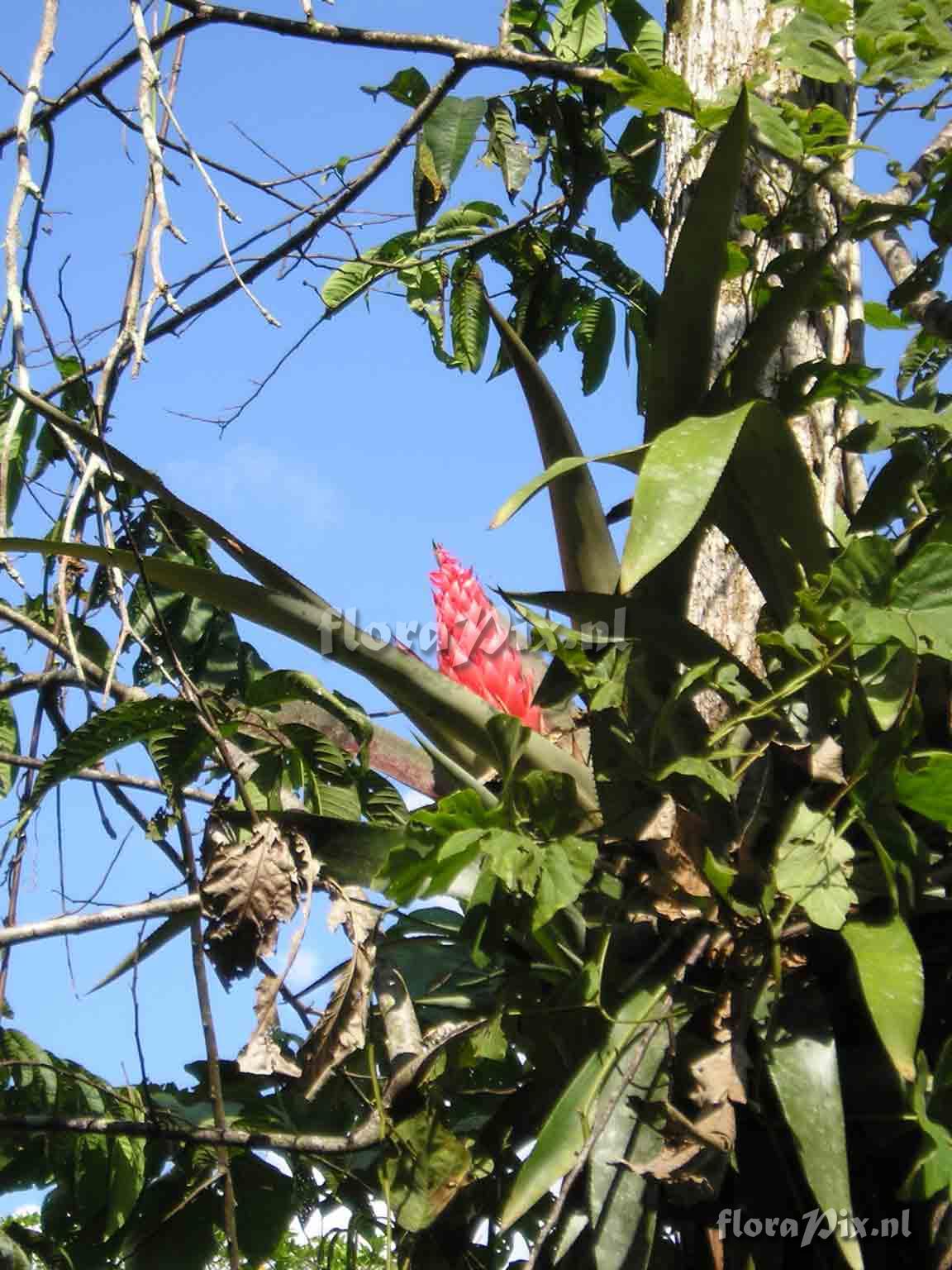 Aechmea sp.