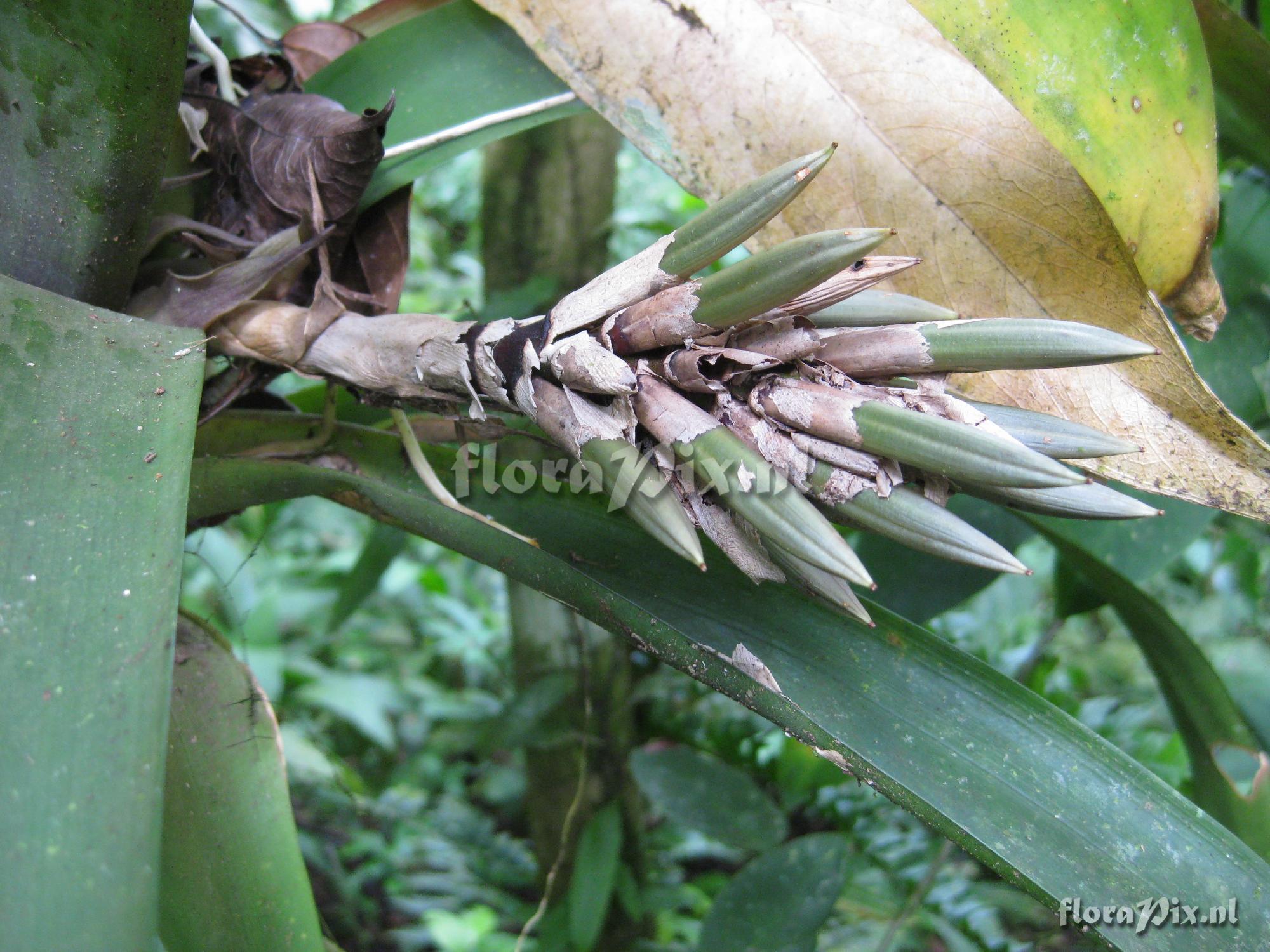 Guzmania desaultelsii