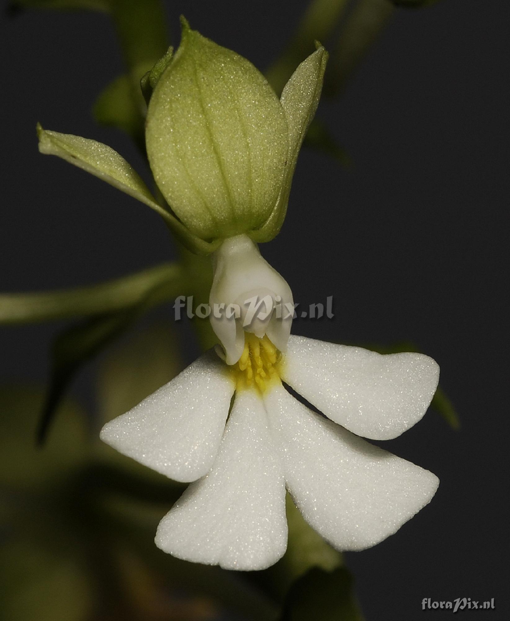 Calanthe argenteostriata