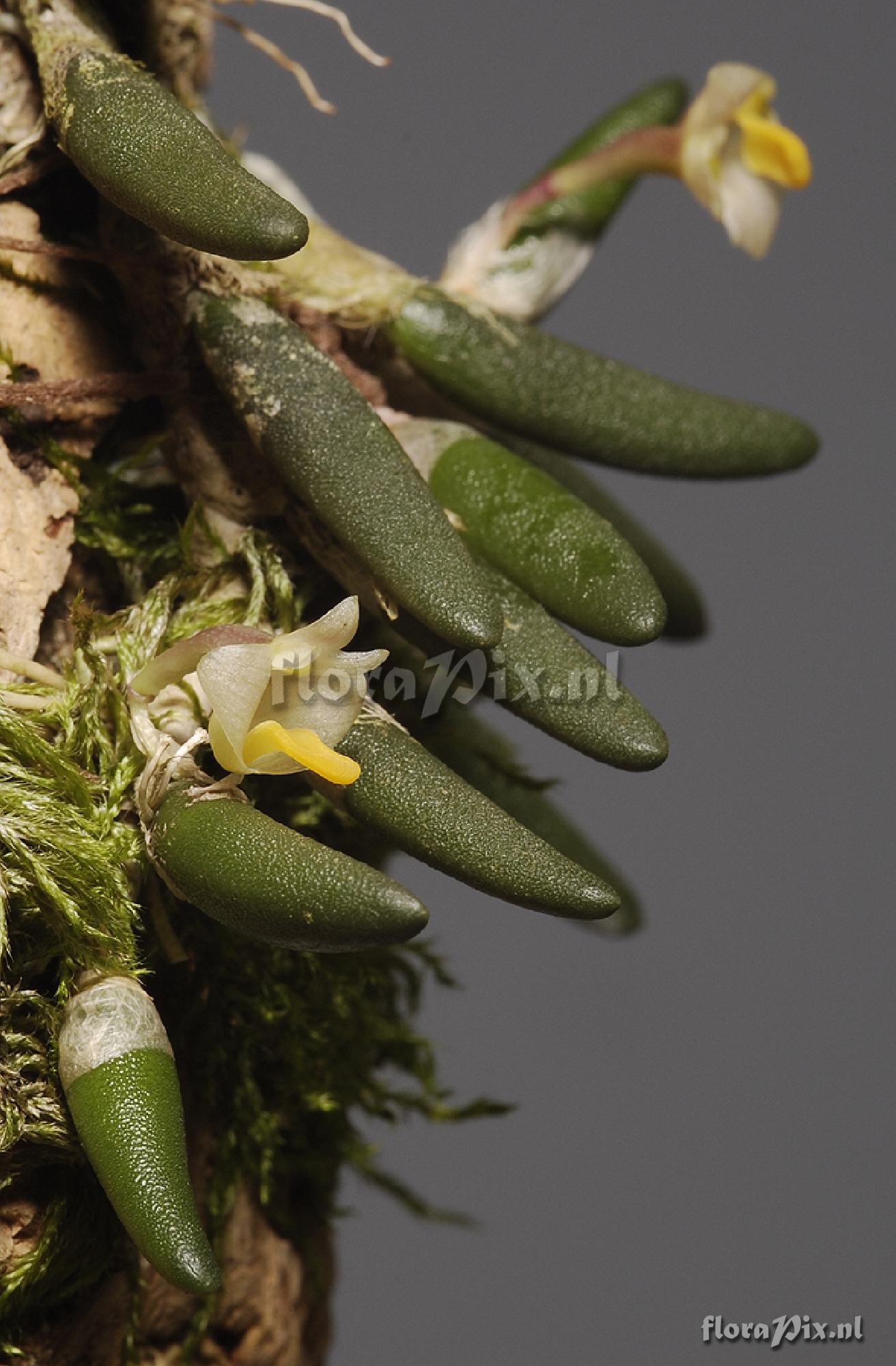 Dendrobium lichenastrum var. prenticei