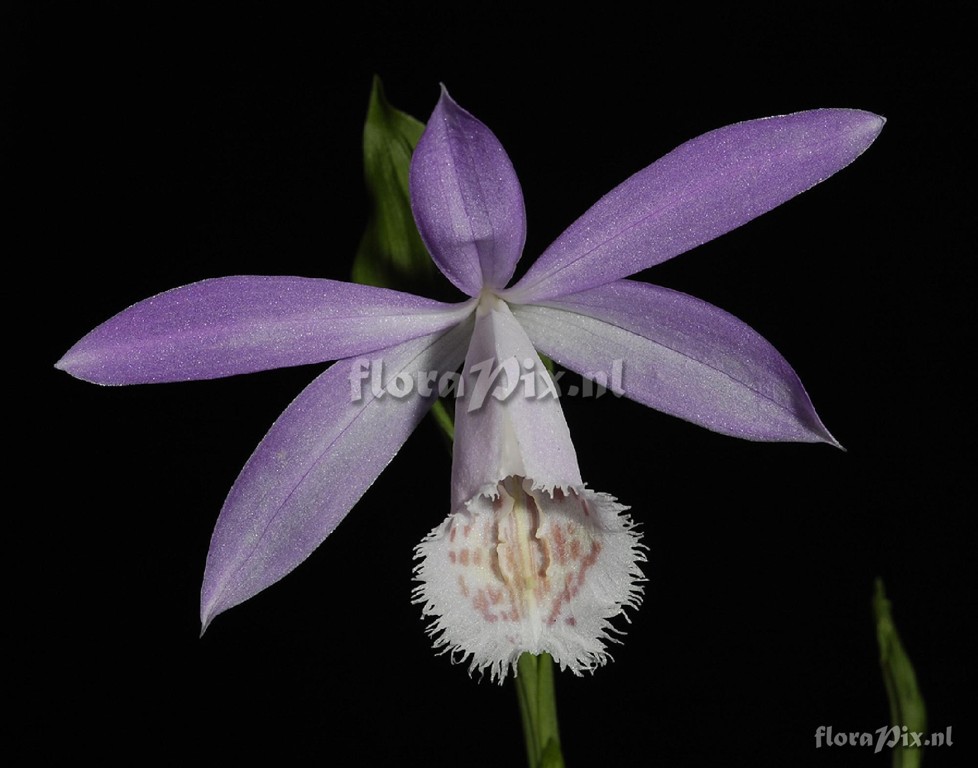 Pleione formosana