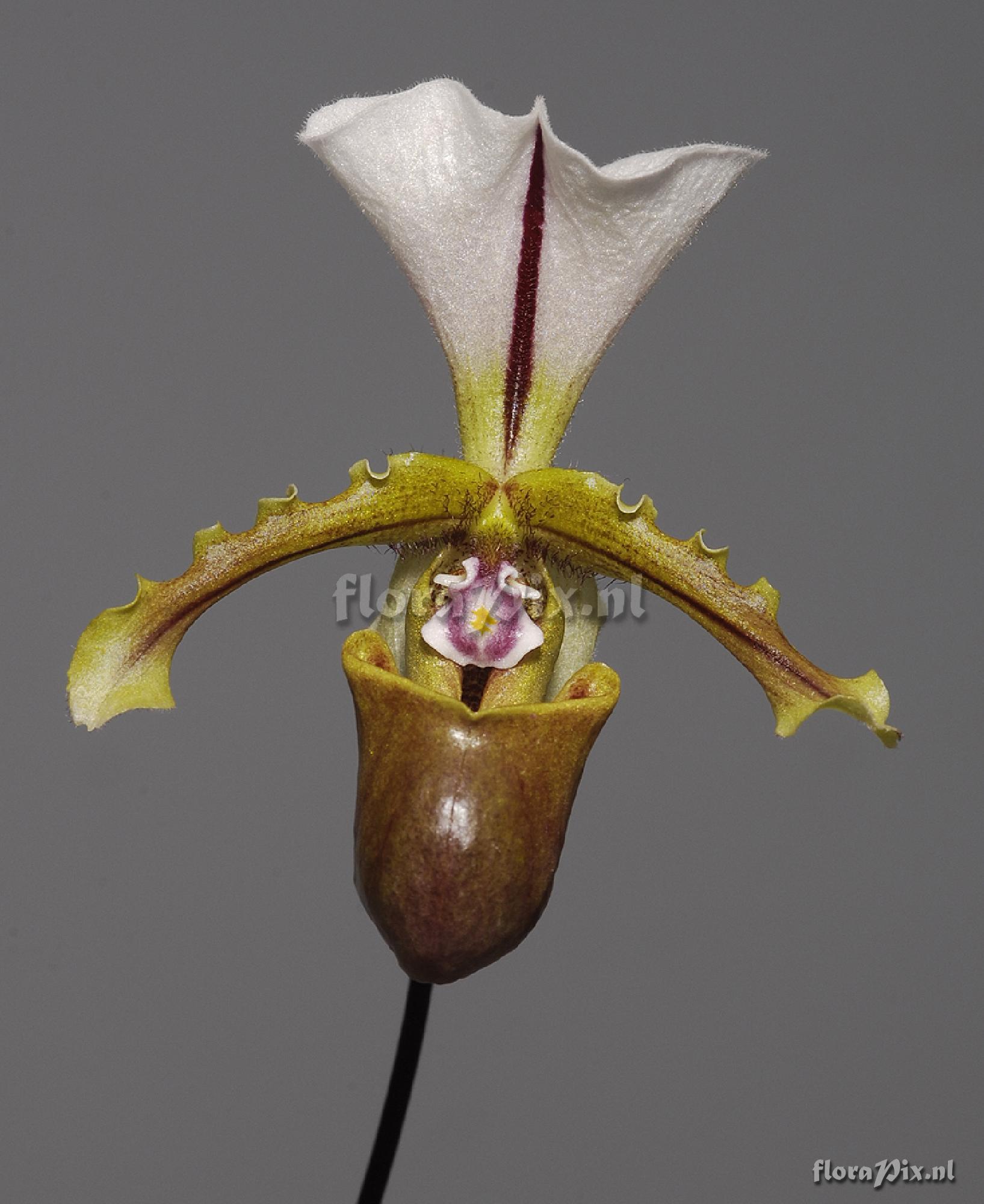 Paphiopedilum spicerianum