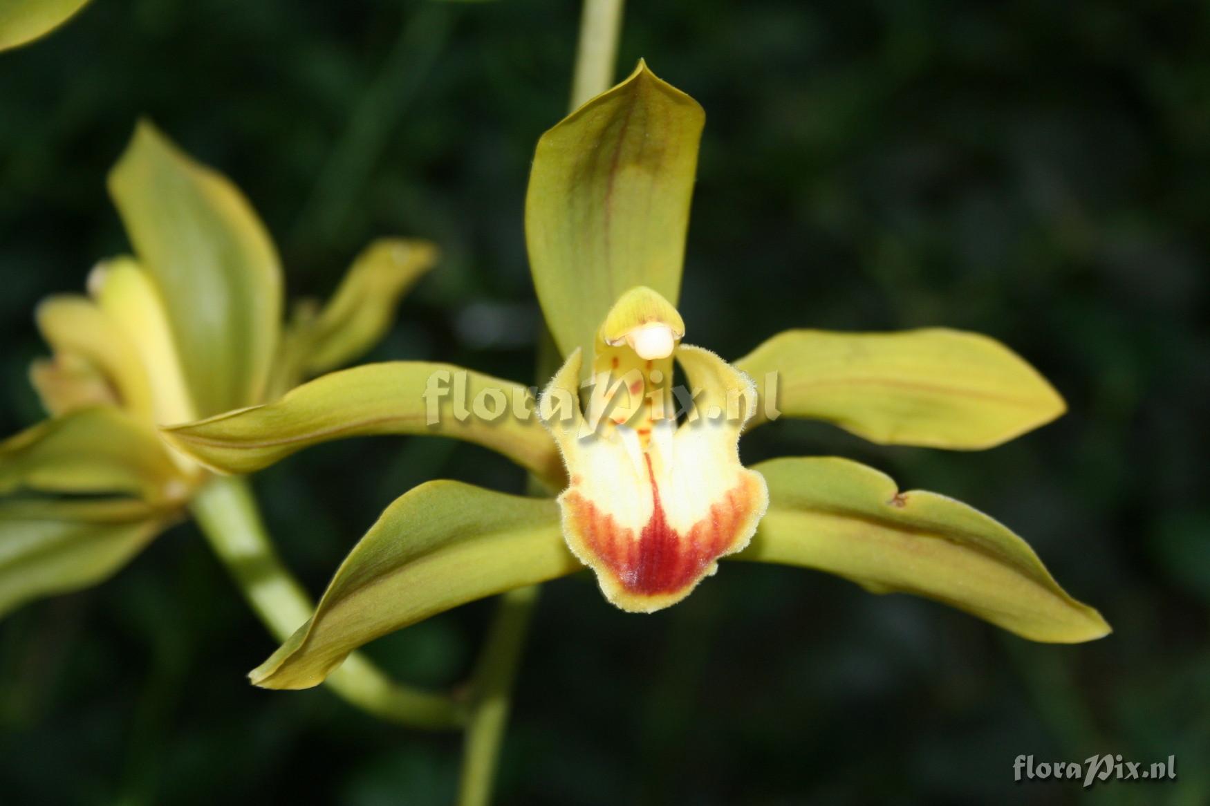 Cymbidium lowianum