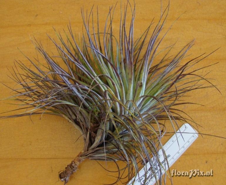 Tillandsia sp.