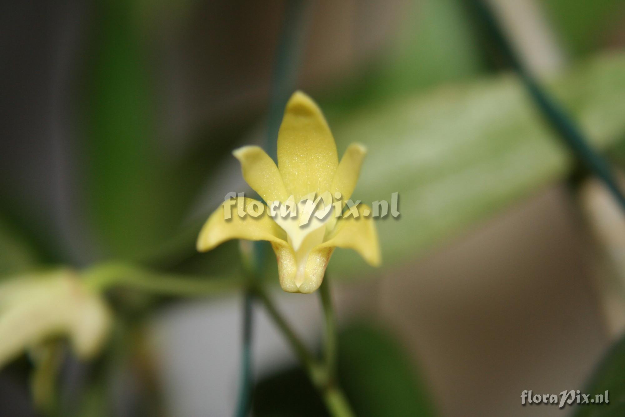 Dendrobium adae