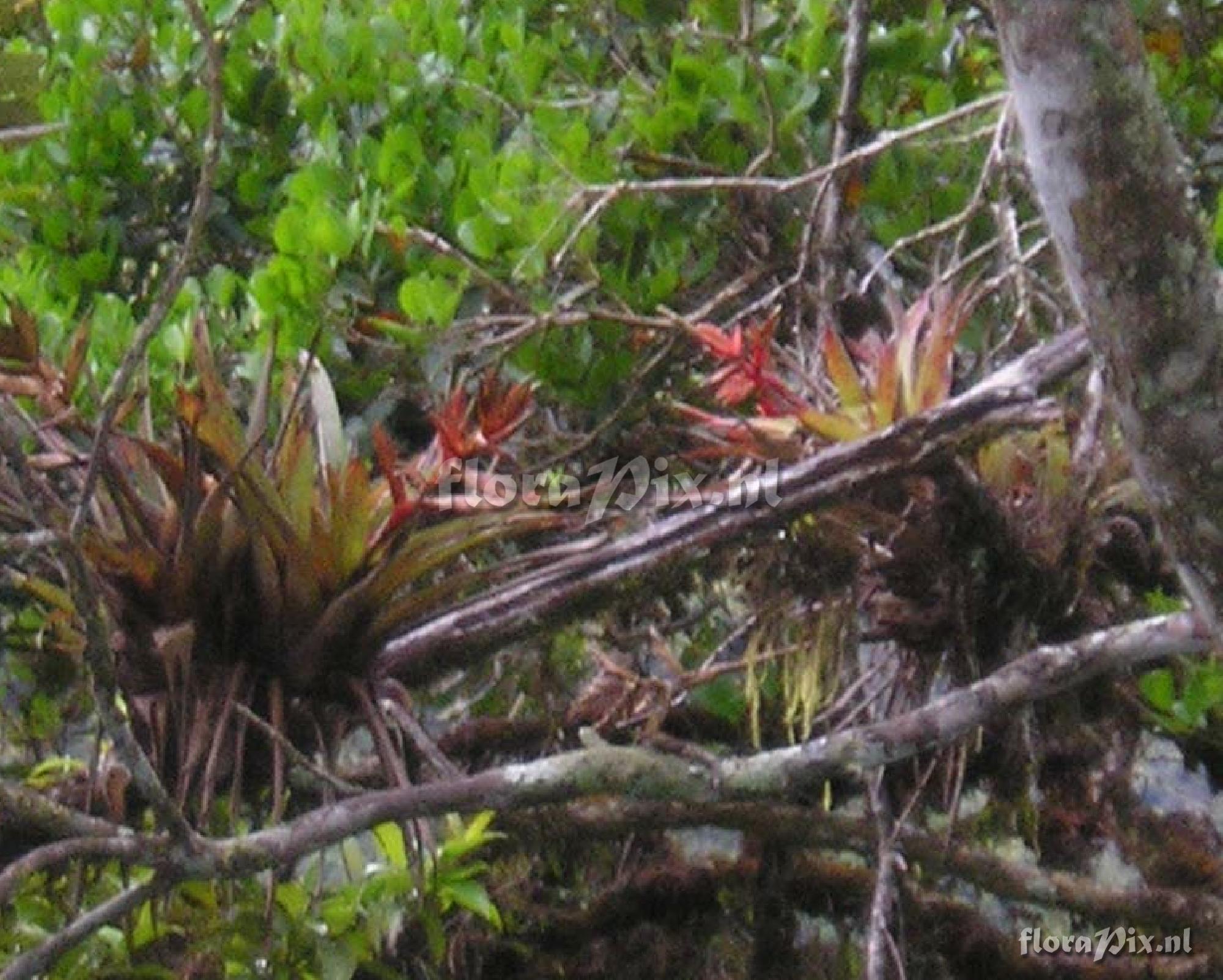 Tillandsia sp