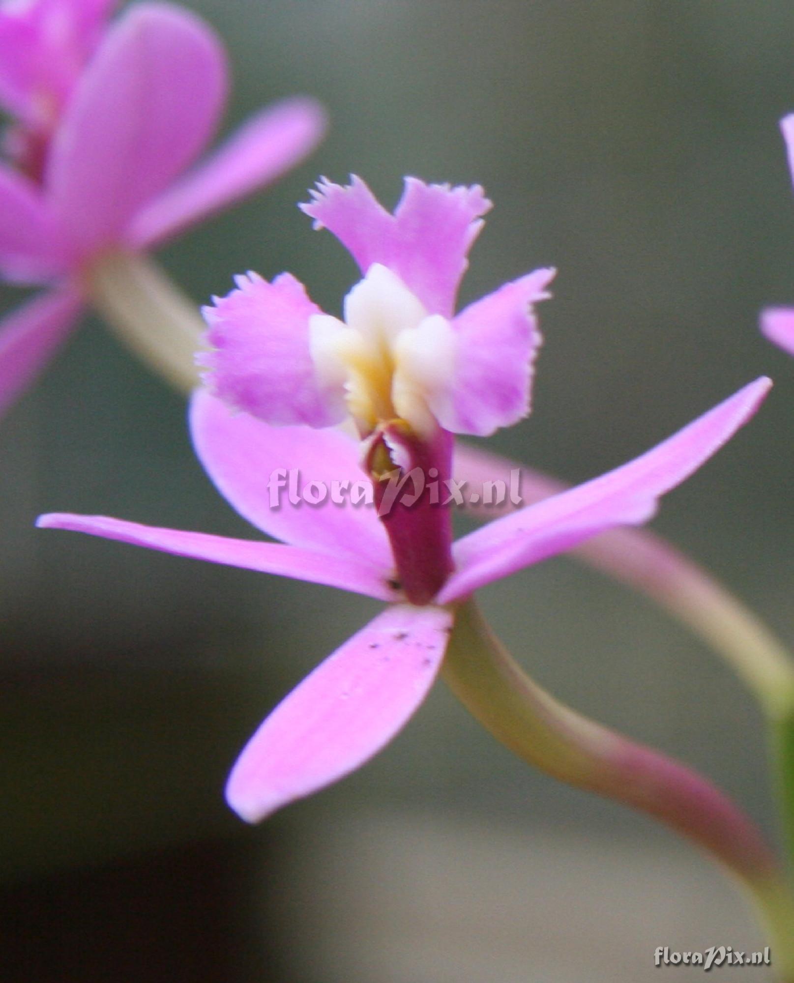 Epidendrum elongatum