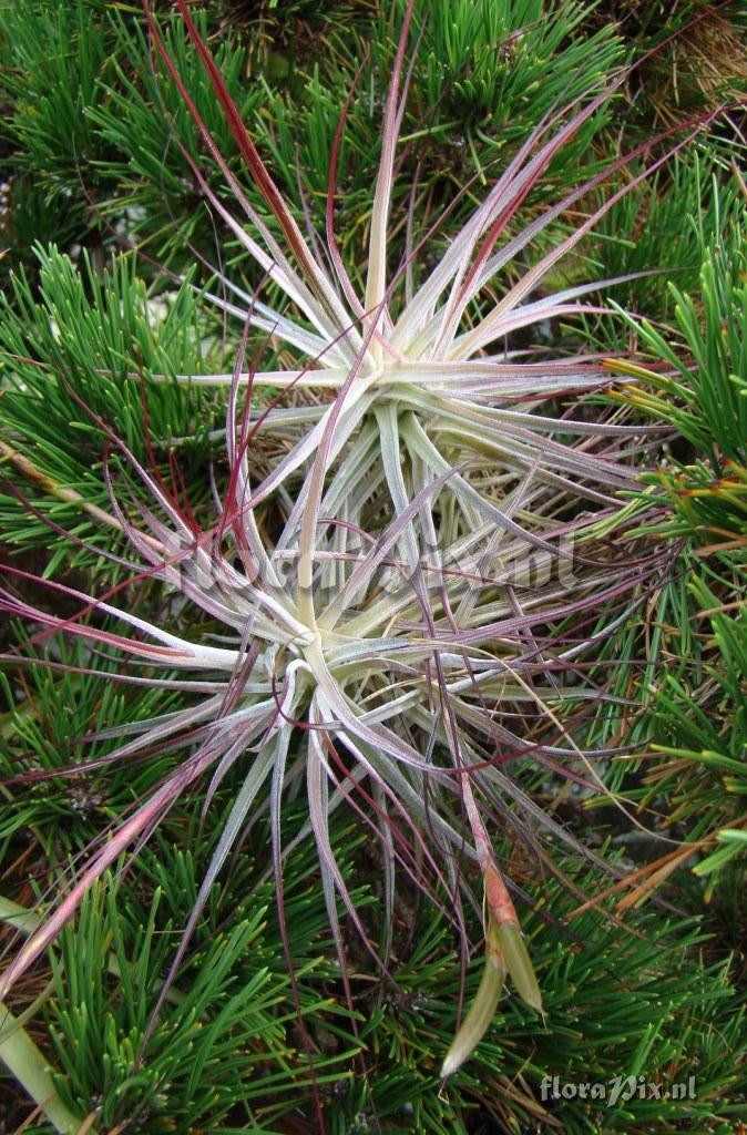 Tillandsia schiedeana