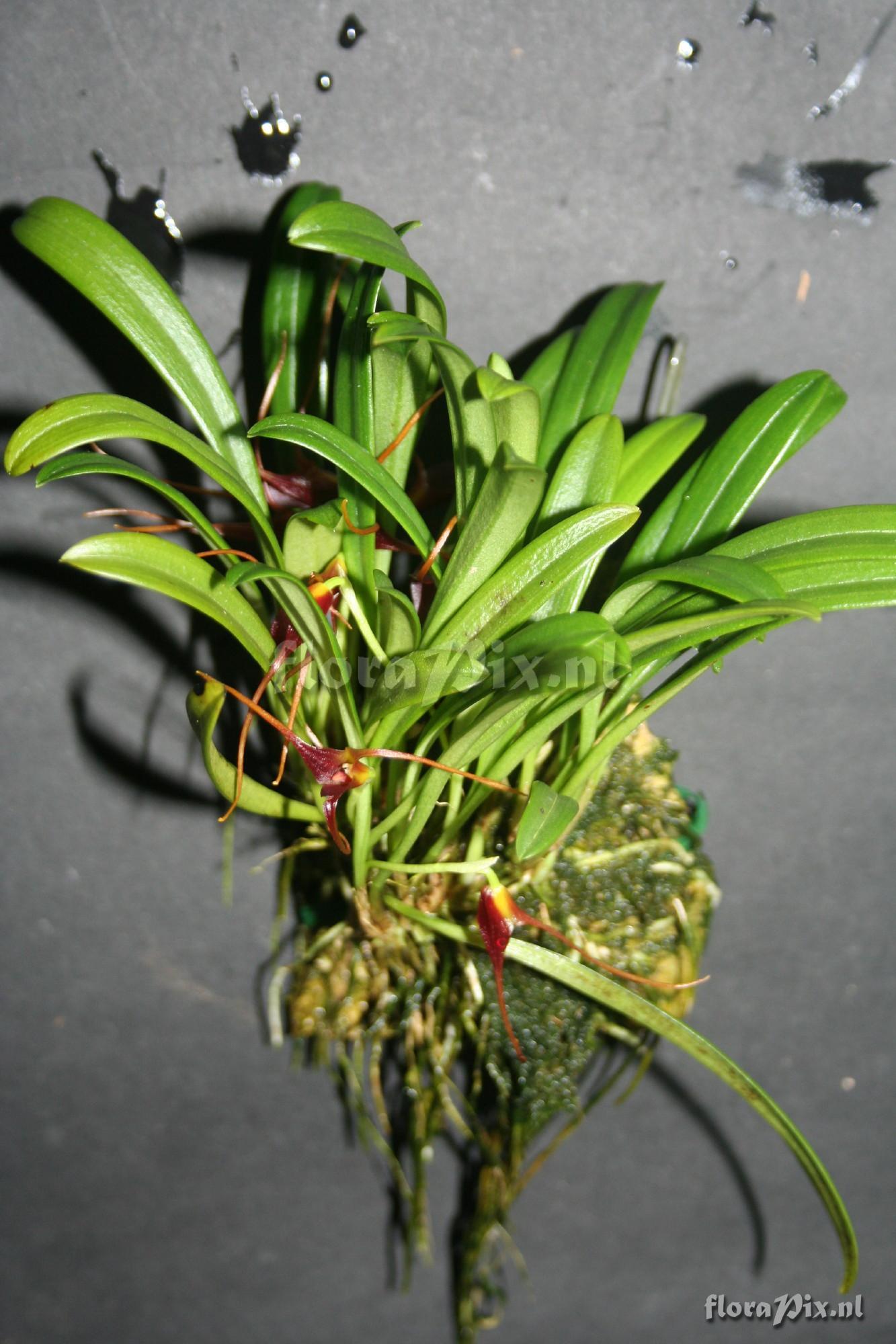 Masdevallia herradurae