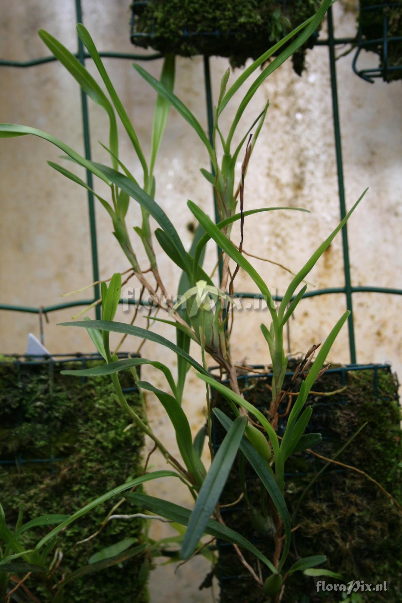 Maxillaria acuminata