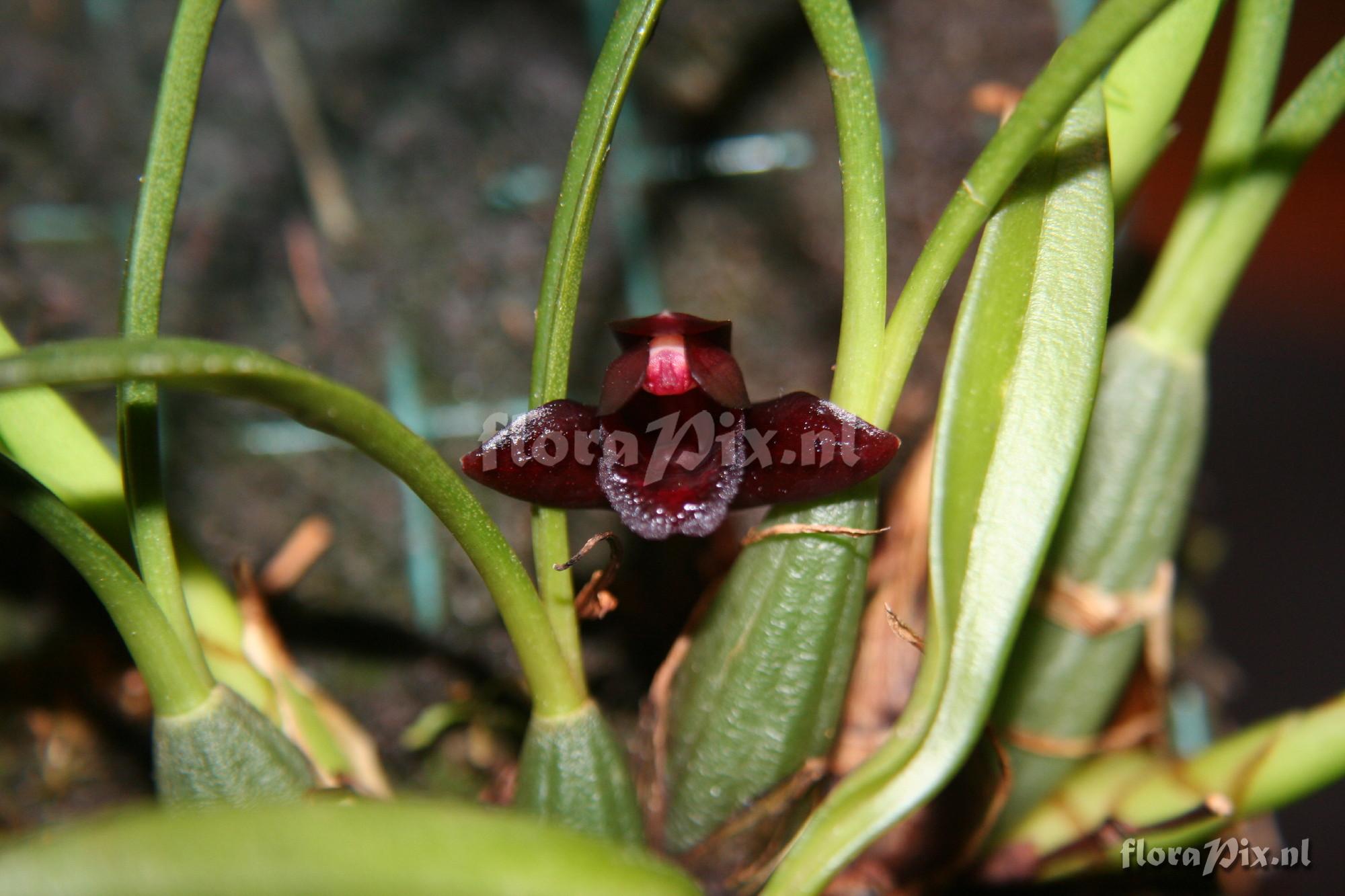 Maxillaria schunkeana