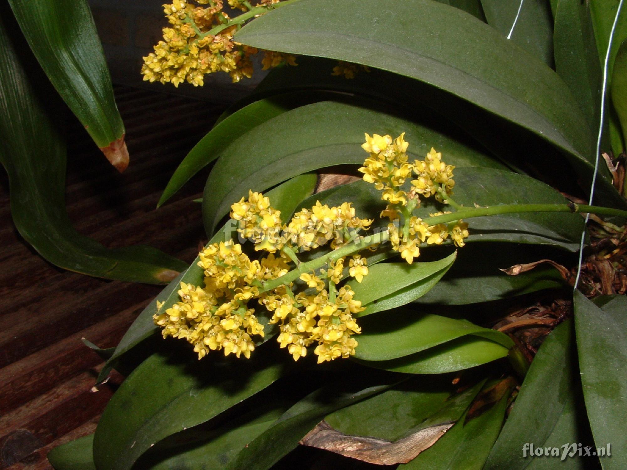 Oncidium pumilum