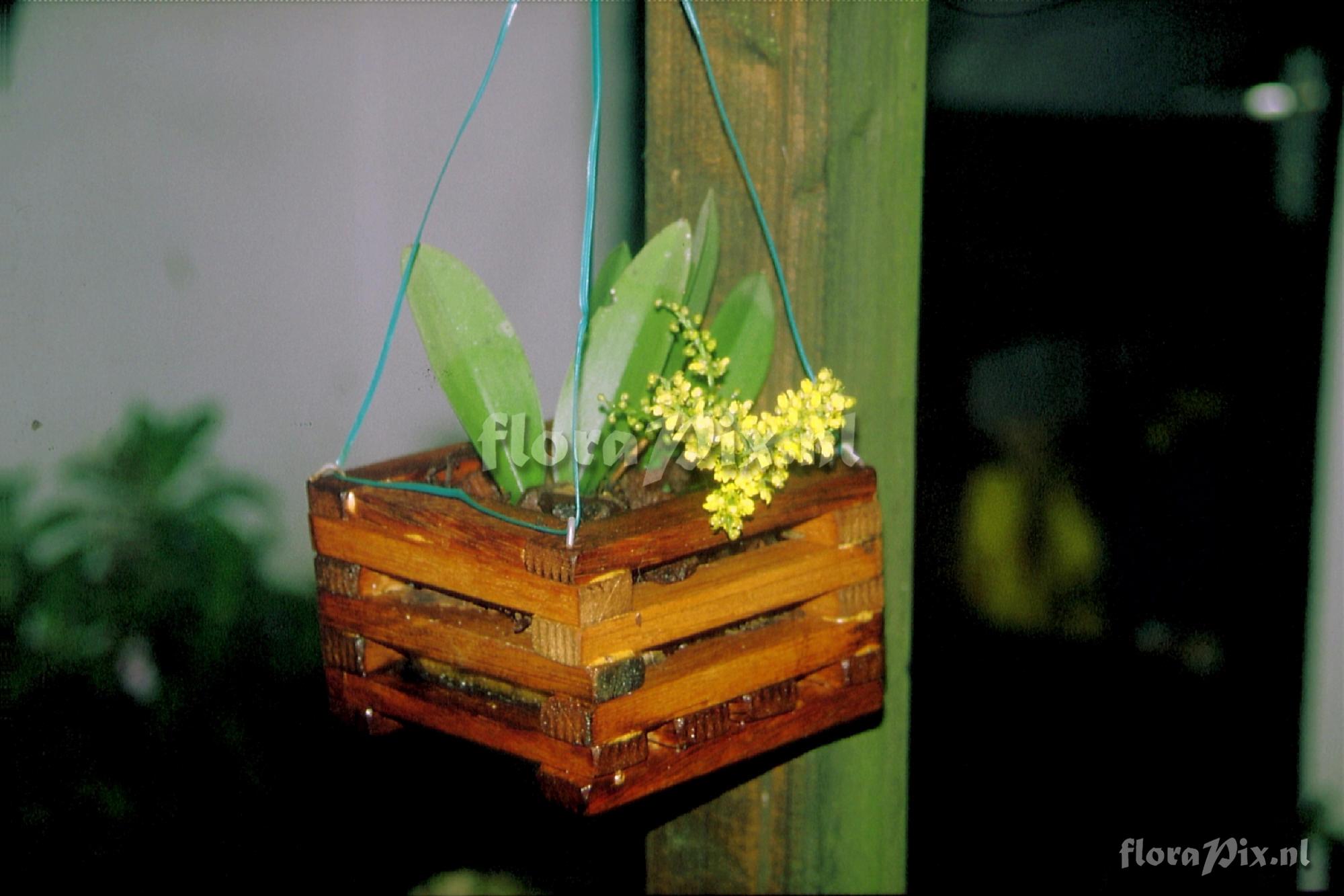 Oncidium pumilum