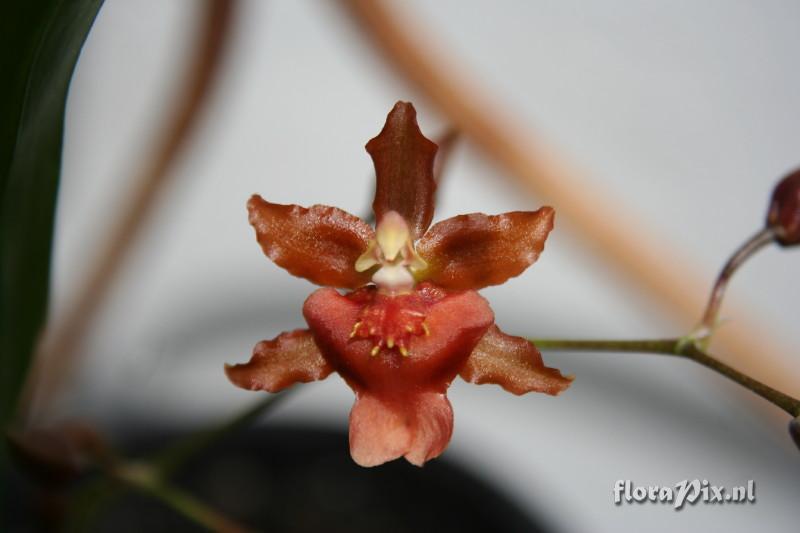 Oncidium Rosy Sunset