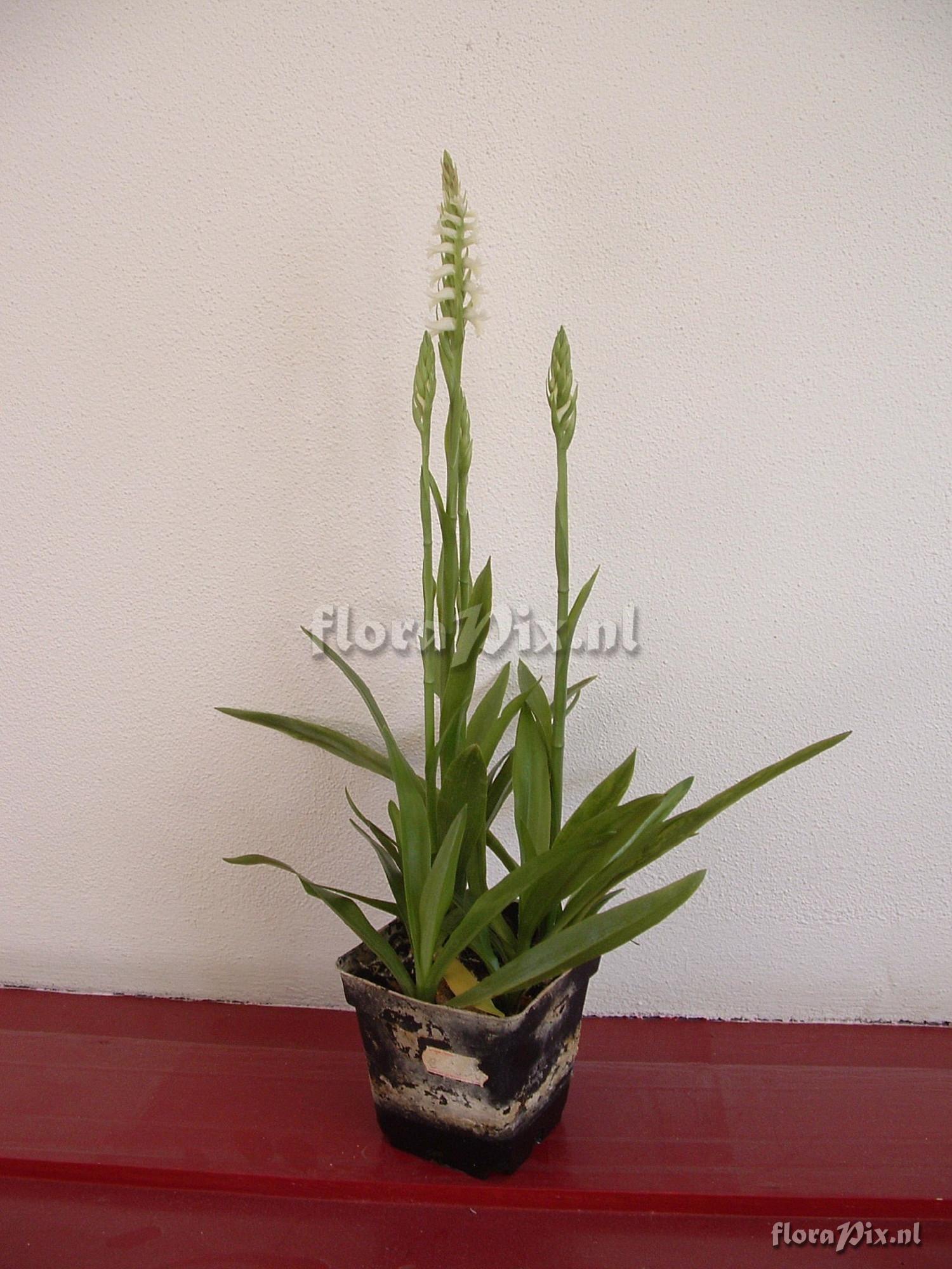 Spiranthes romanzoffiana