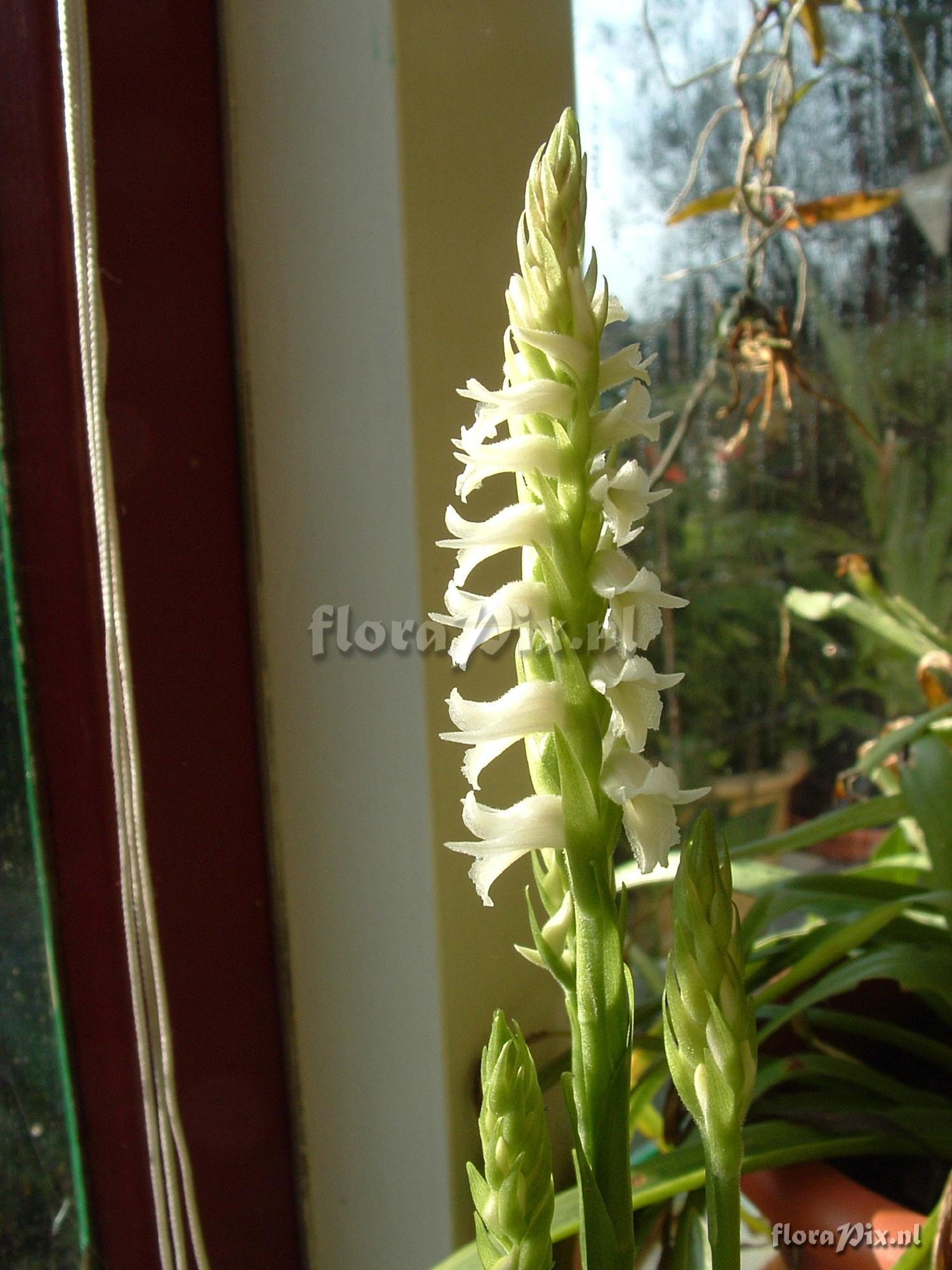 Spiranthes romanzoffiana