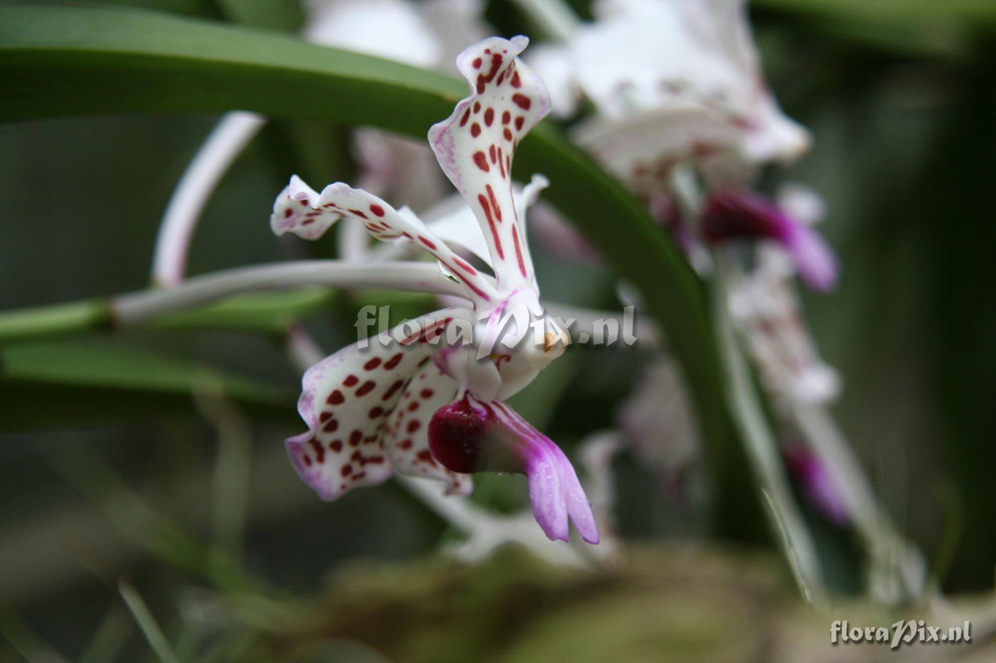 Vanda tricolor var. suavis