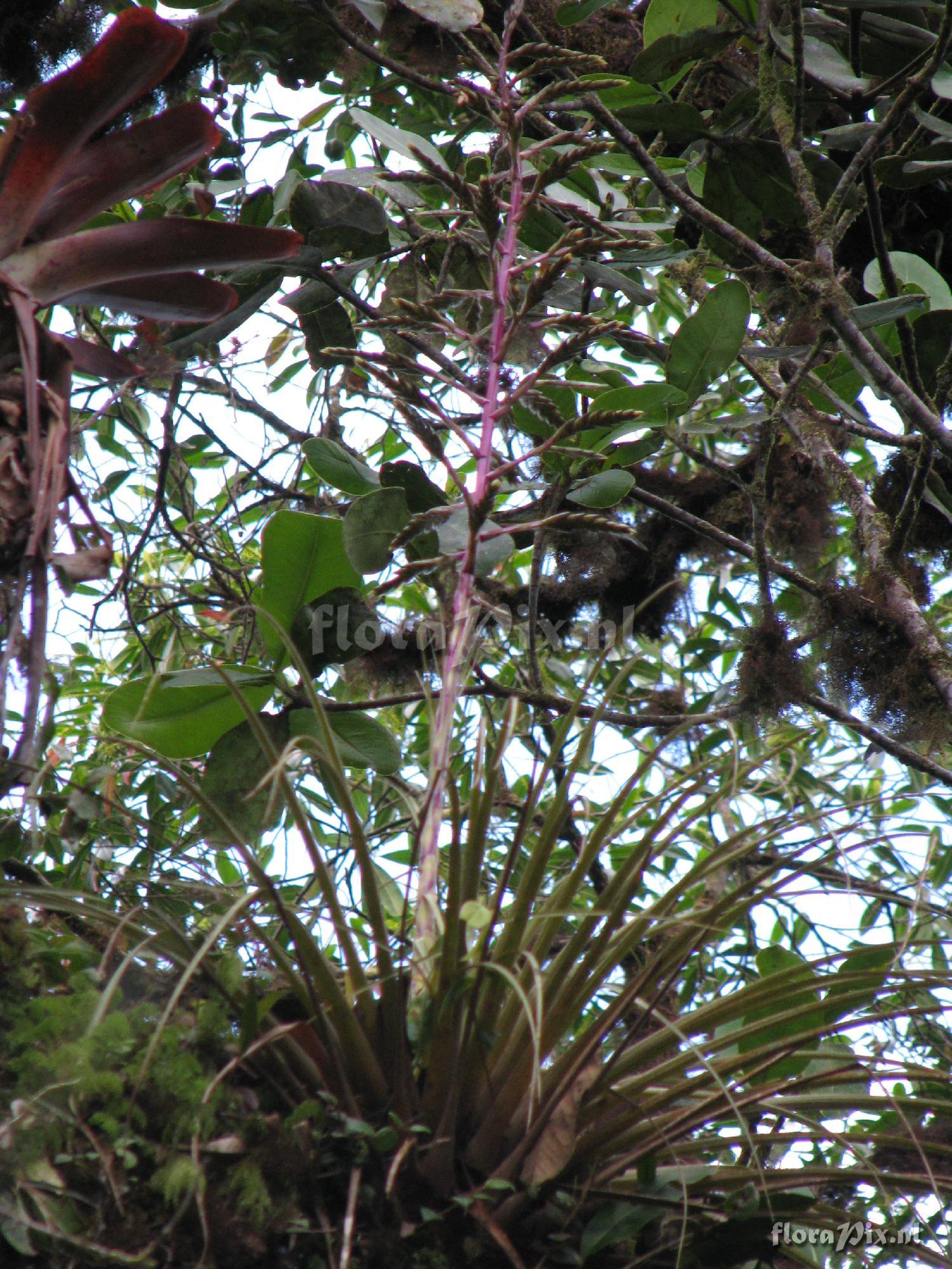 Tillandsia longifolia.