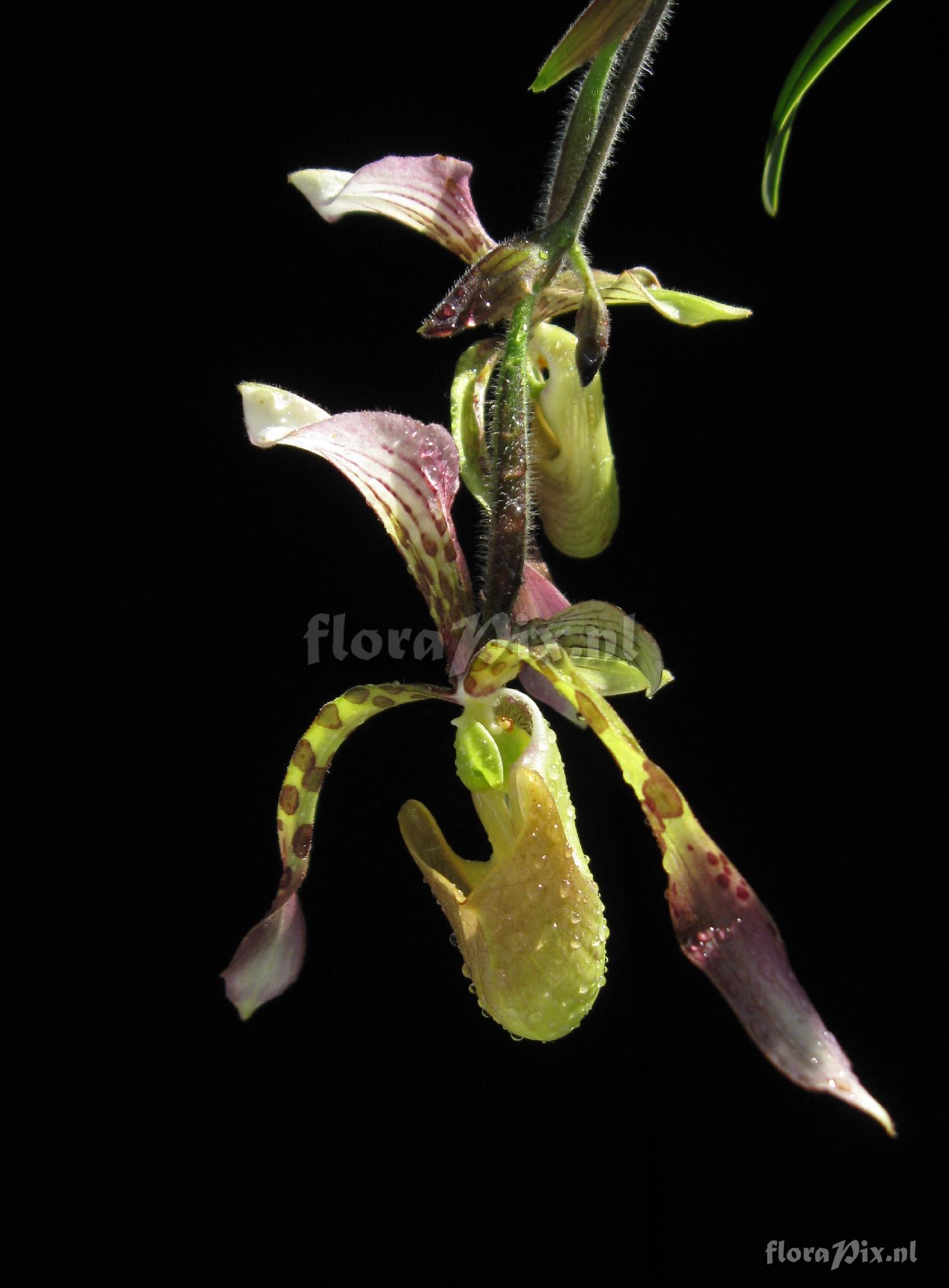 Paphiopedilum haynaldianum