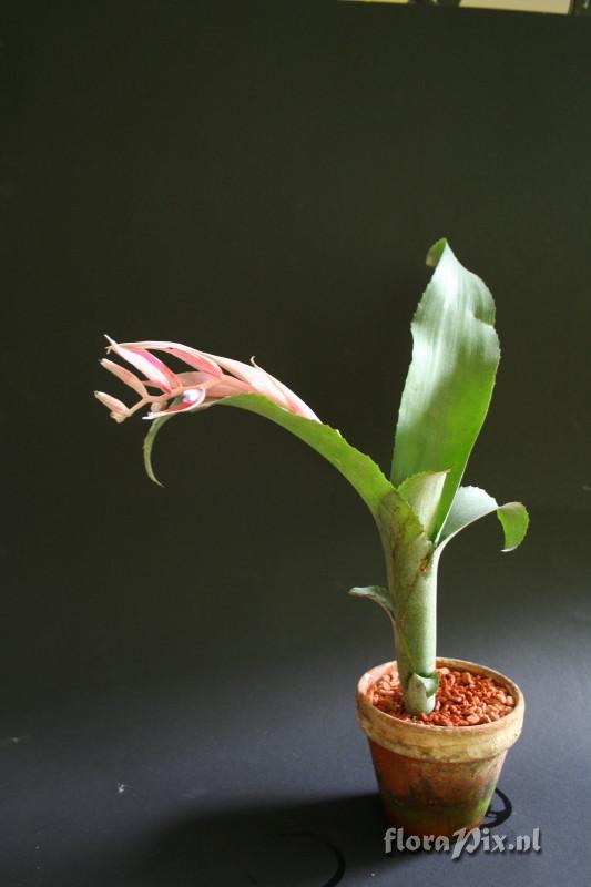 Billbergia euphemiae