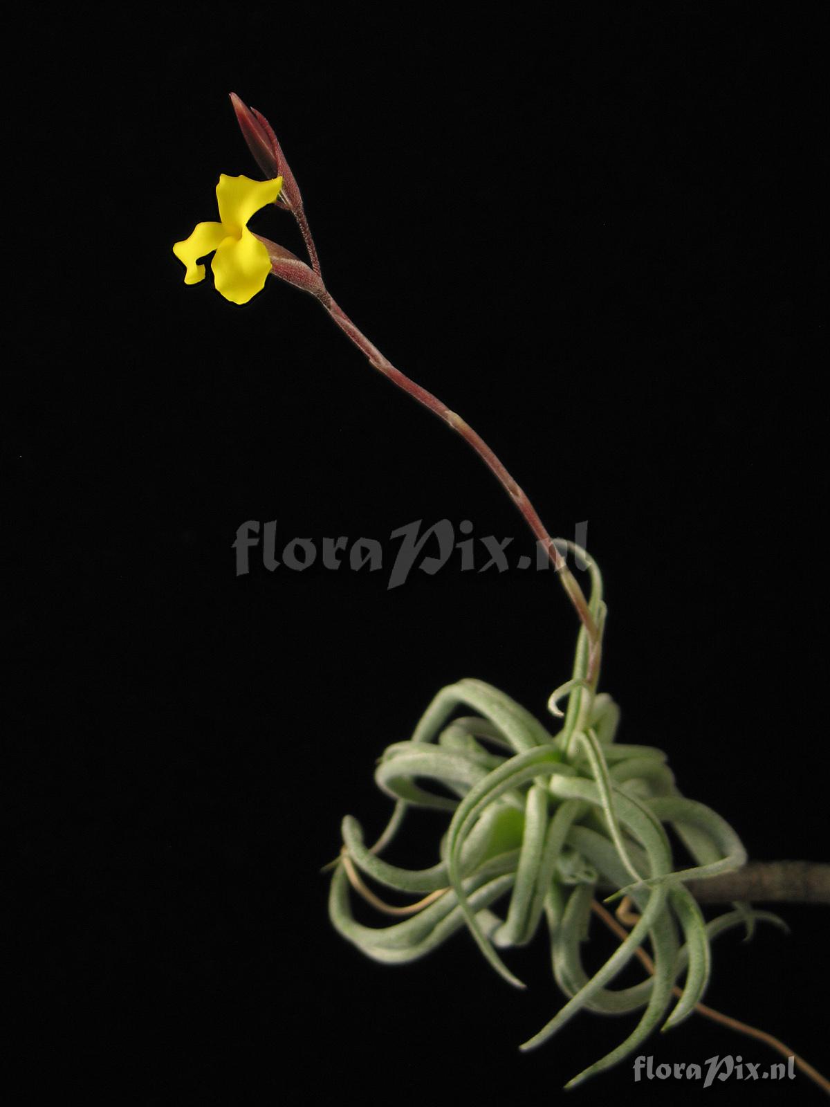 Tillandsia aurea