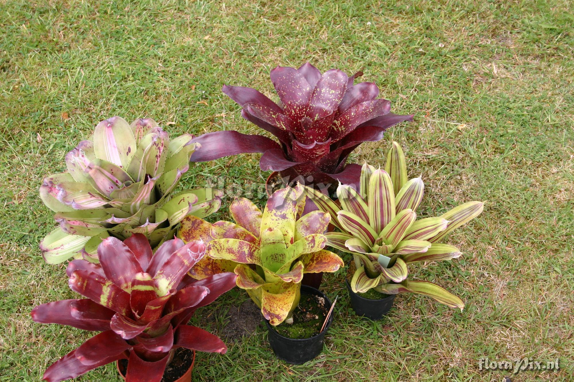 Neoregelia Group