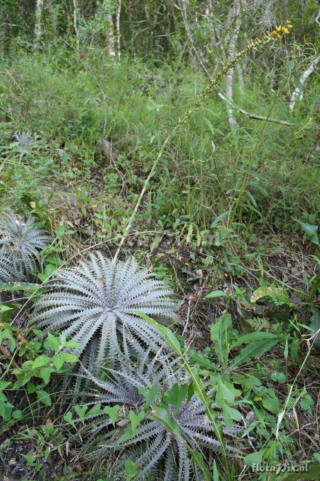 Dyckia delicata