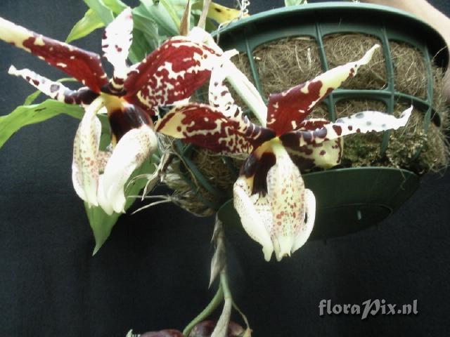 Stanhopea nigriviolacea