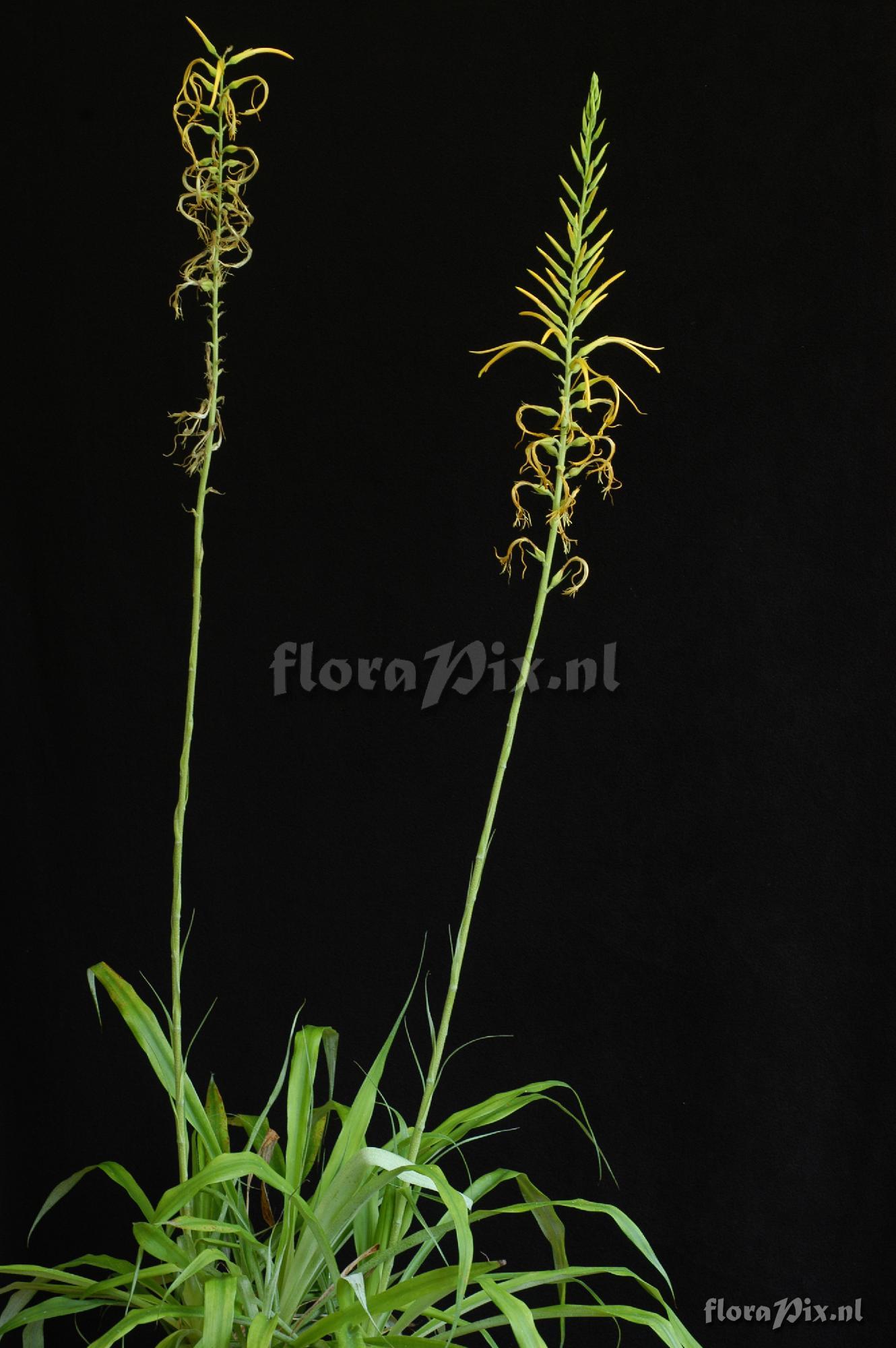 Pitcairnia aff. amblyosperma