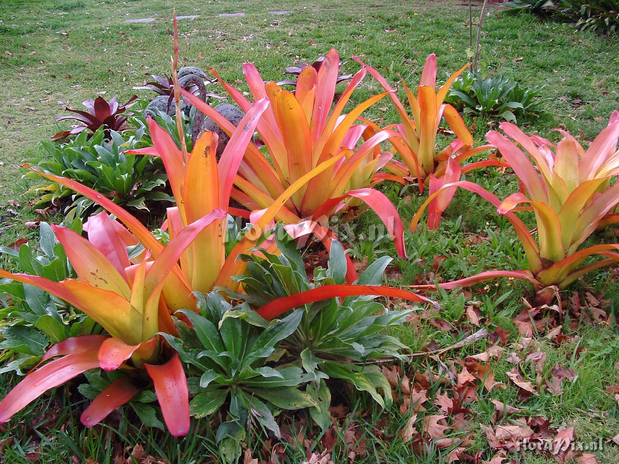 Aechmea blanchetiana